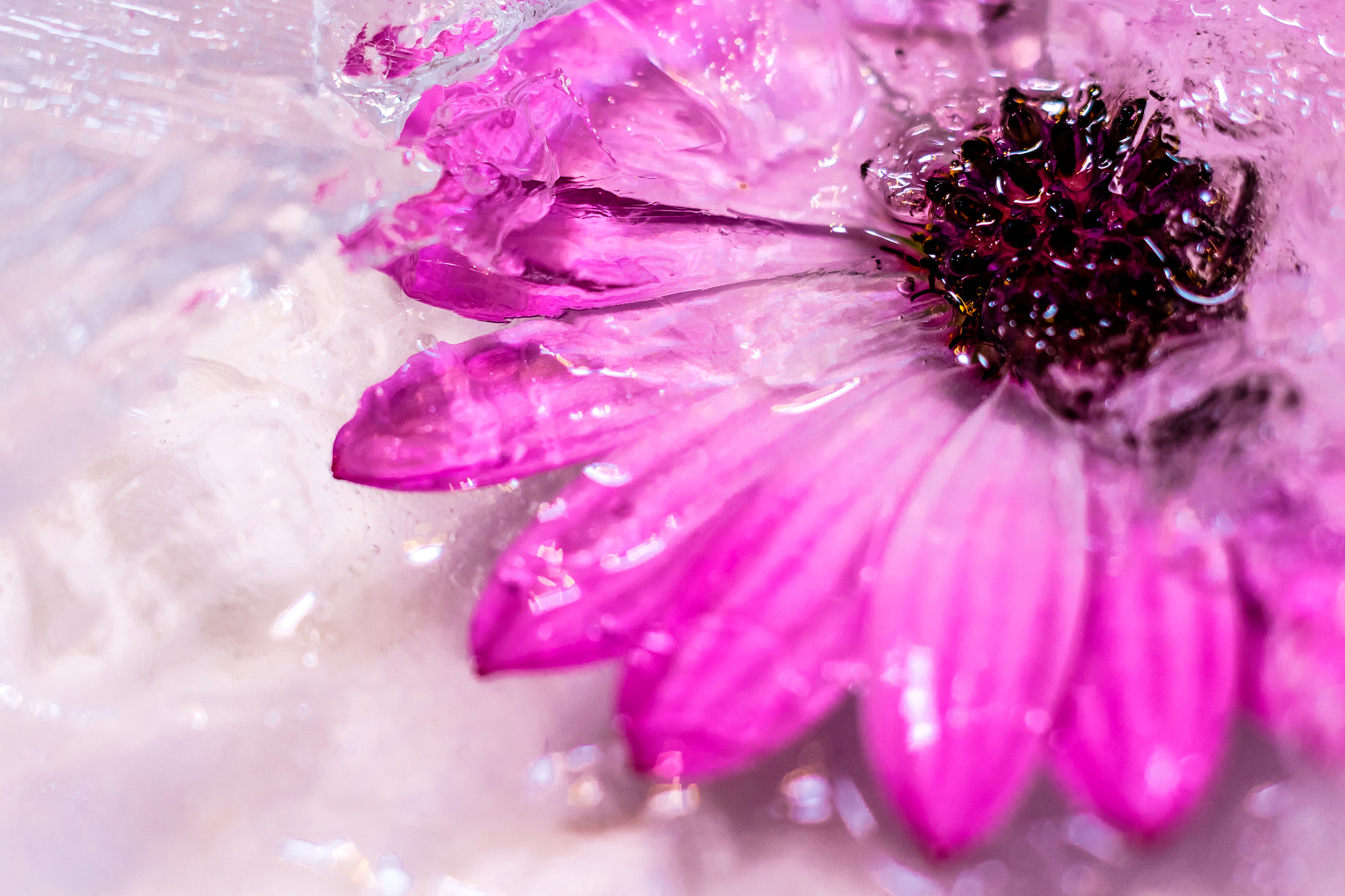 Canon EOS M2 + Canon EF 50mm F1.8 II sample photo. Ice, ice, daisy! photography