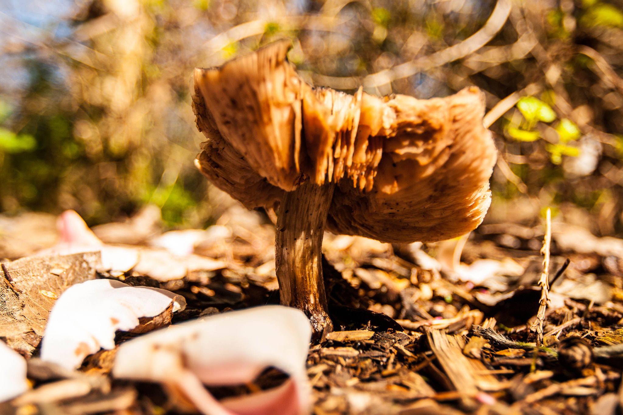 Canon EOS 30D sample photo. Mushroom floor.. photography