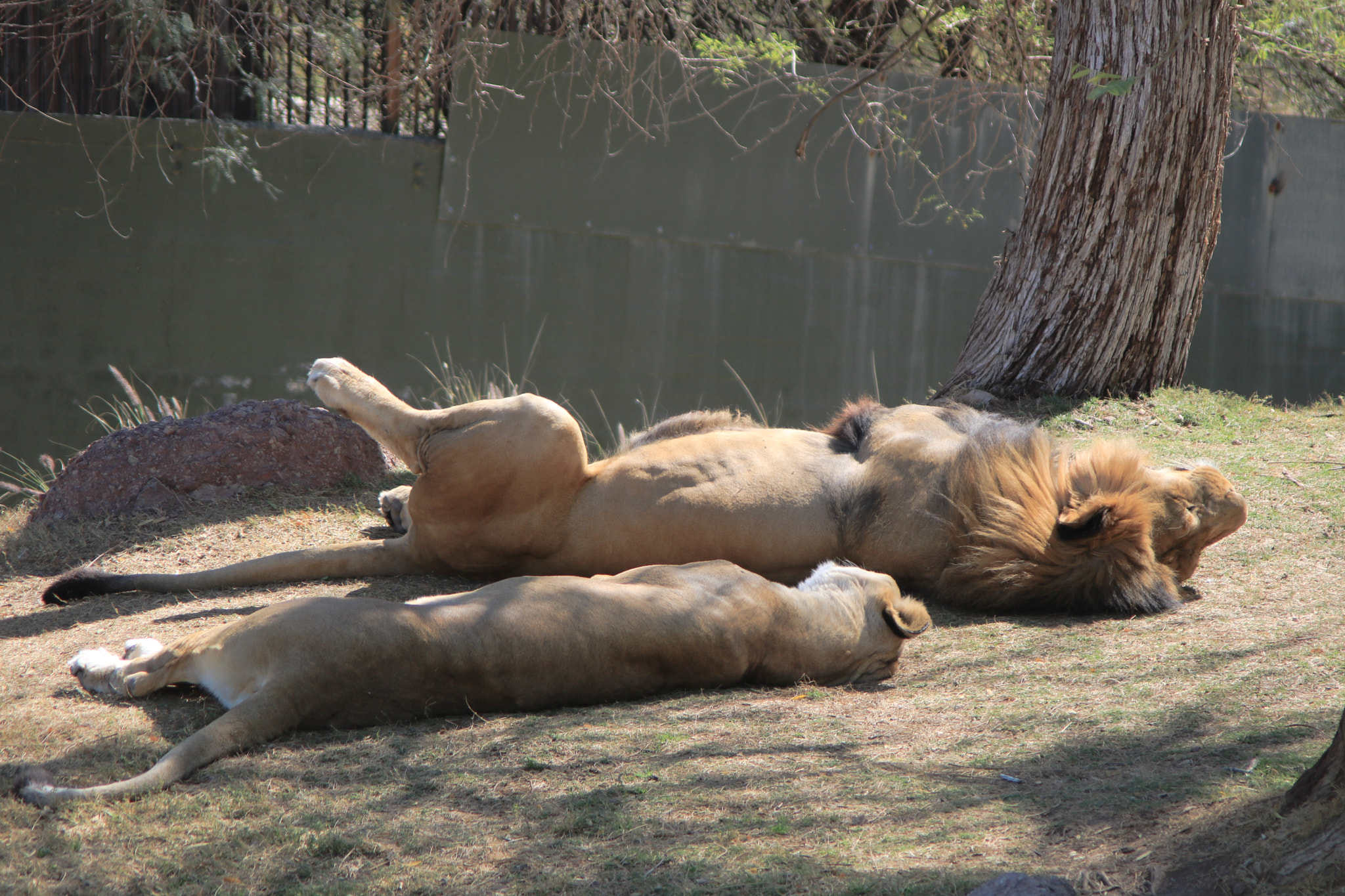Canon EF 35-135mm f/4-5.6 USM sample photo. Just lion around photography