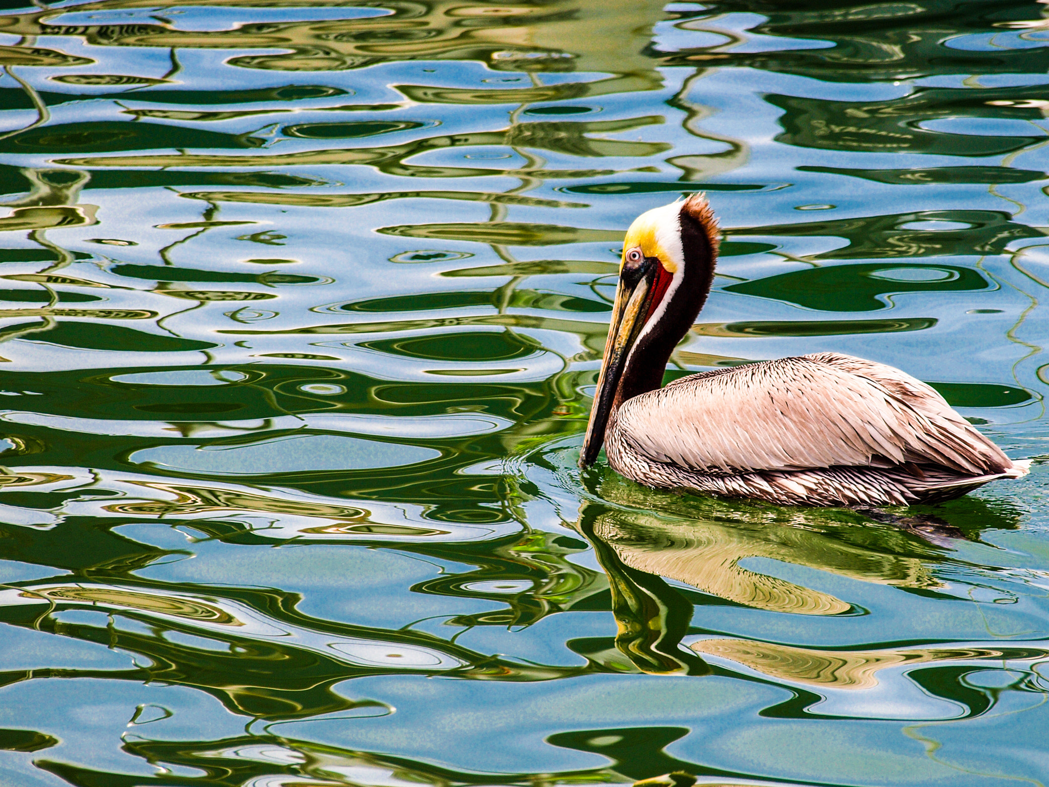 Olympus Zuiko Digital ED 40-150mm F4.0-5.6 sample photo. Rippling pelican photography