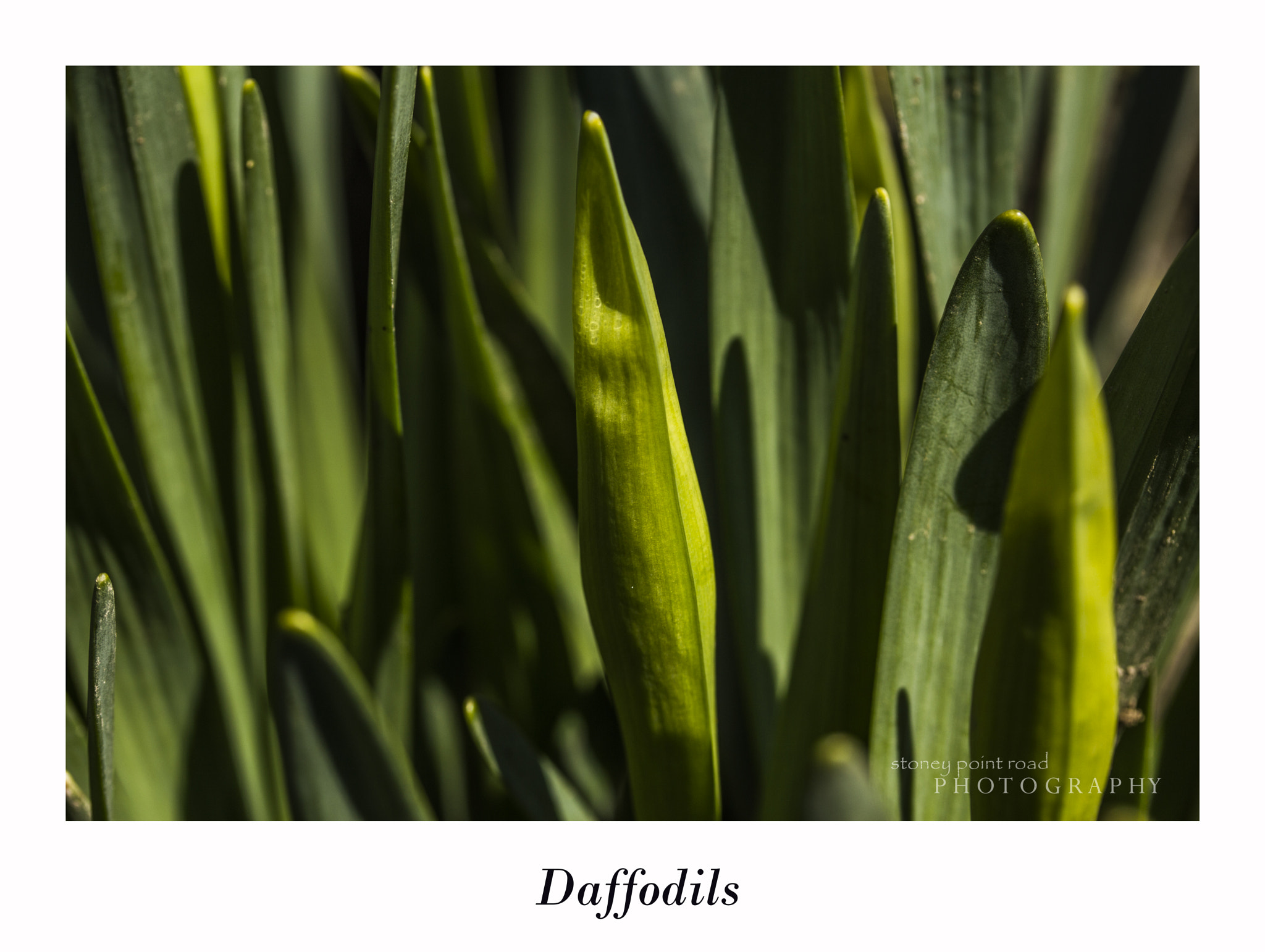 Canon EF-S 60mm F2.8 Macro USM sample photo. Daffodils photography
