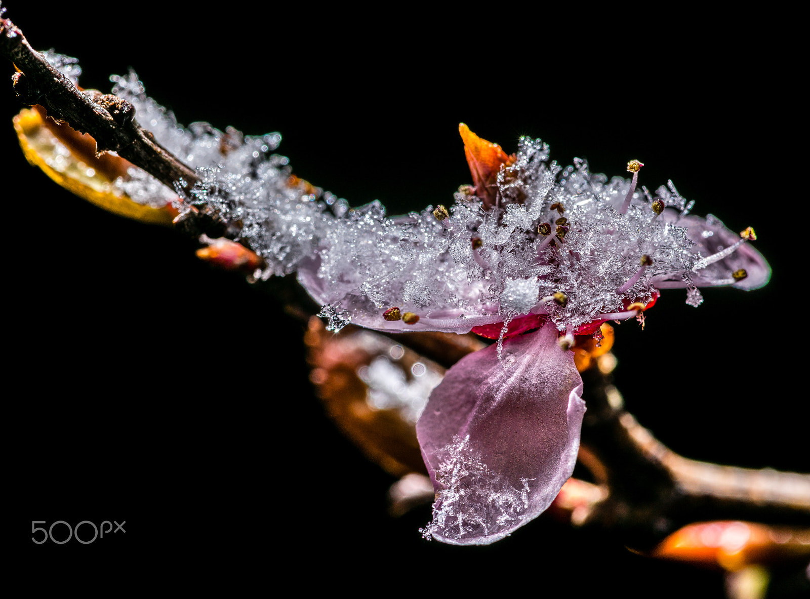 Sony a7R II + Canon EF 100mm F2.8L Macro IS USM sample photo. First flower with last snow fall photography