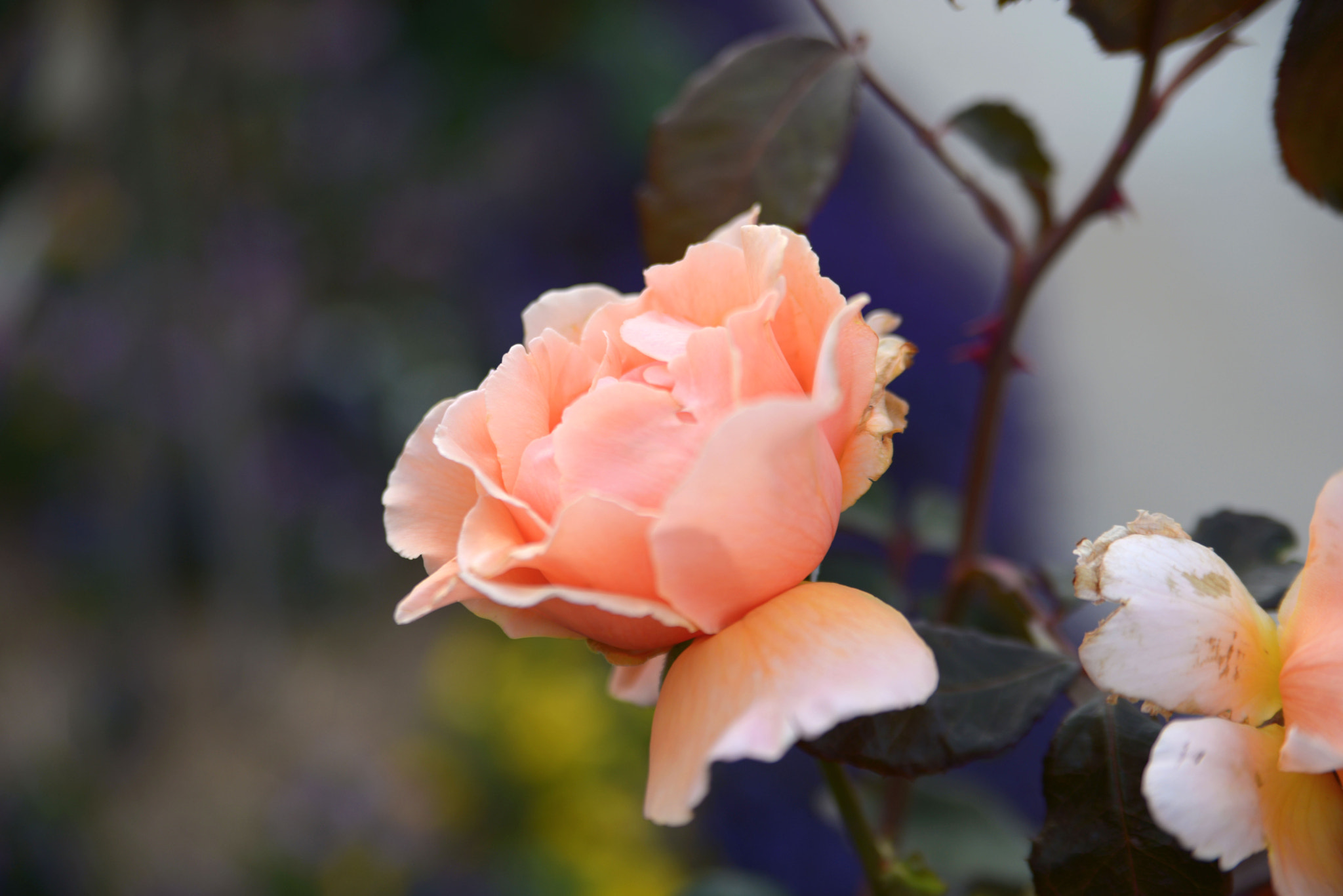 Nikon D610 + Sigma 18-125mm F3.8-5.6 DC OS HSM sample photo. Rose! photography