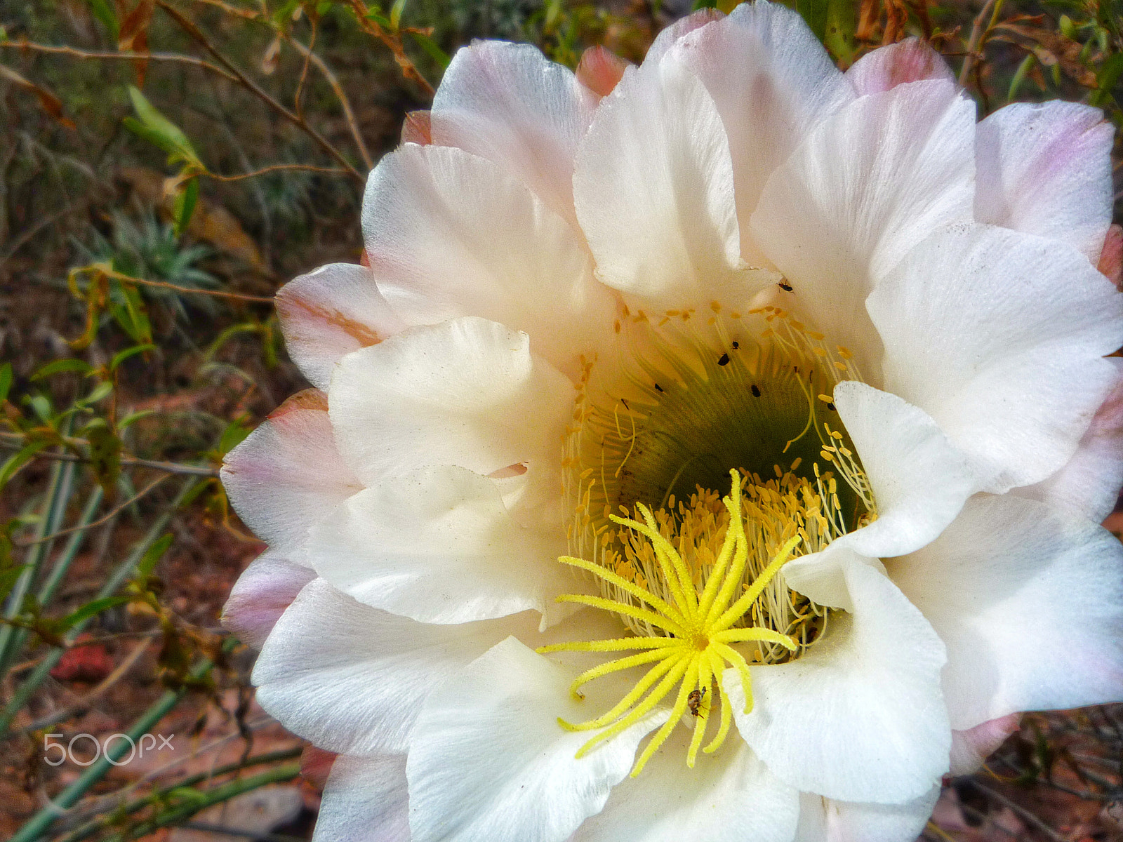 Panasonic DMC-FS5 sample photo. Cactus flower photography
