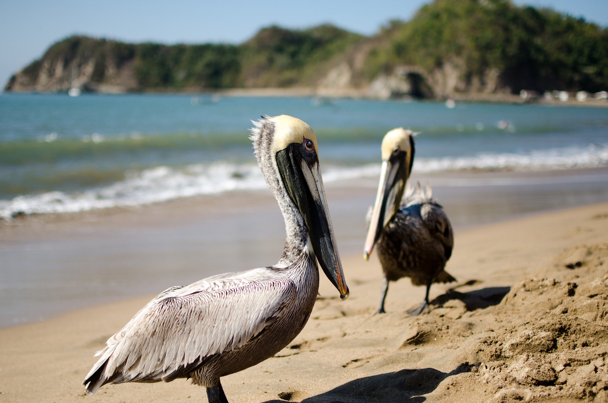 AF-S Zoom-Nikkor 80-200mm f/2.8D IF-ED sample photo. Pretty perfect pelican portrait photography
