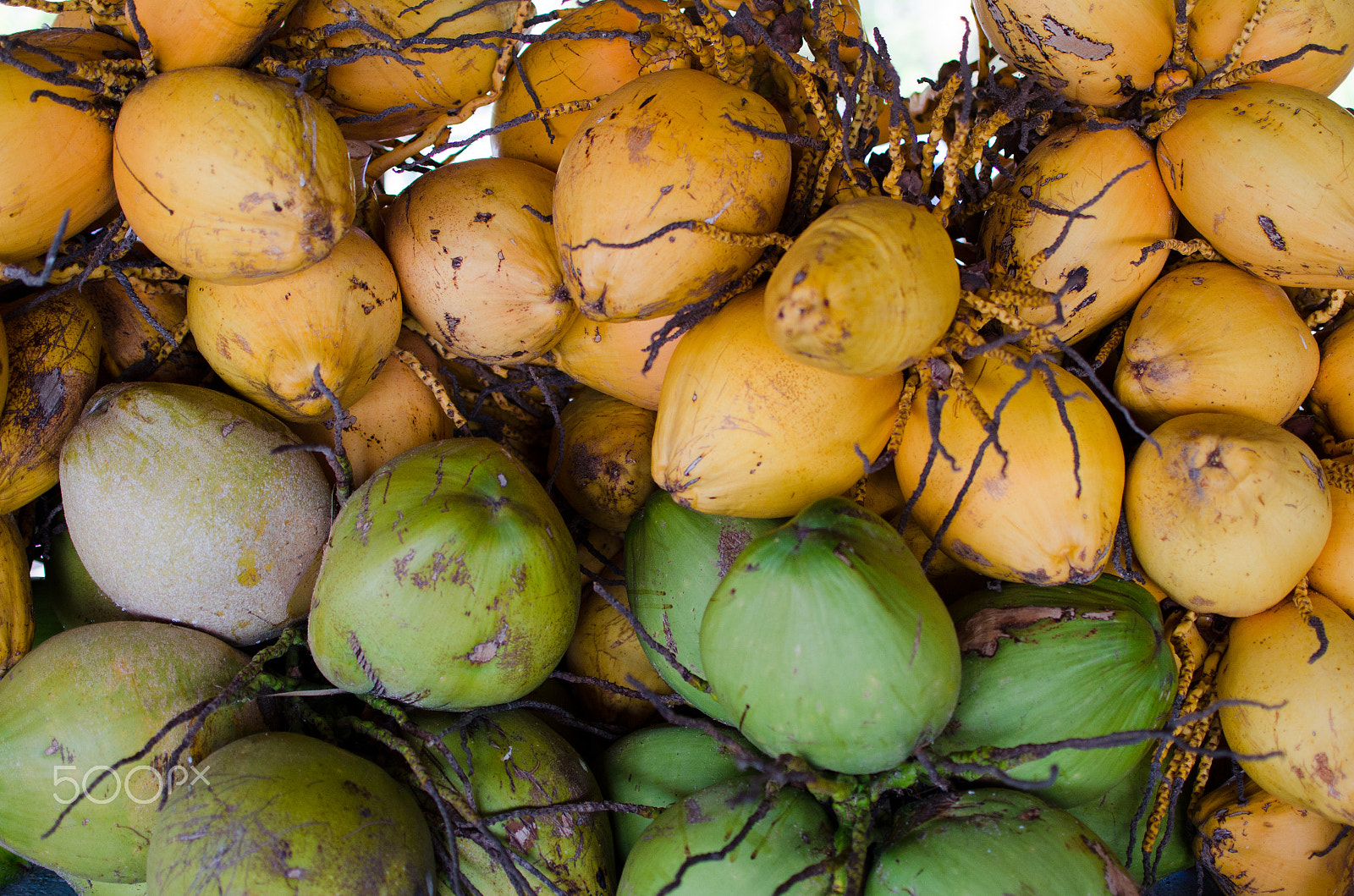 Nikon D7000 + Sigma 50mm F2.8 EX DG Macro sample photo. Loco for coco photography