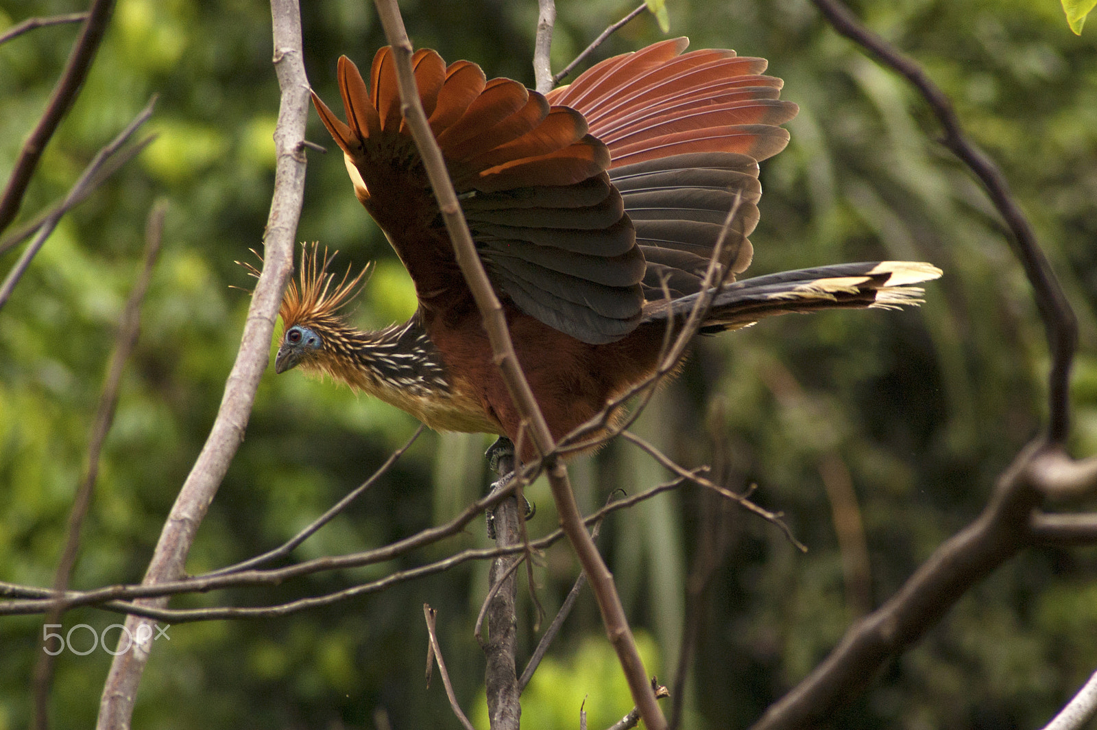 Nikon D40 sample photo. Wings of the jungle photography