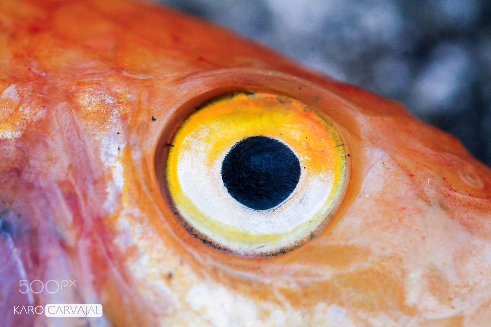 Canon EF-S 60mm F2.8 Macro USM sample photo. Fish eye photography