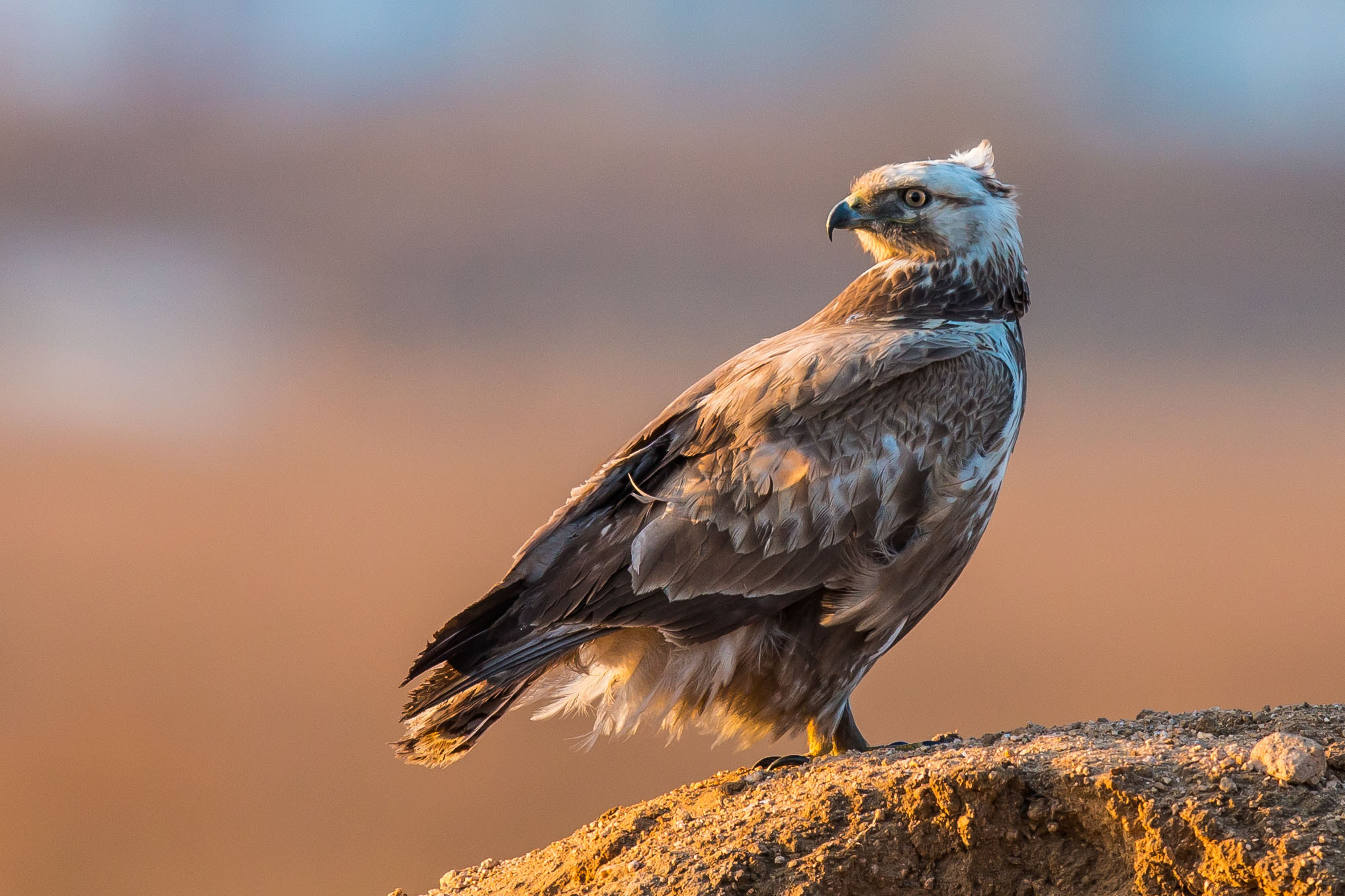 Canon EOS 70D + Canon EF 600mm F4L IS II USM sample photo. An upland buzzard at  sunset photography