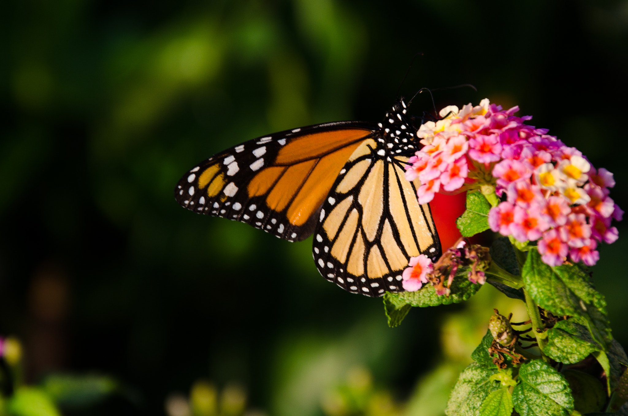 Nikon D7000 + AF Nikkor 50mm f/1.8 N sample photo. Butterfly still photography