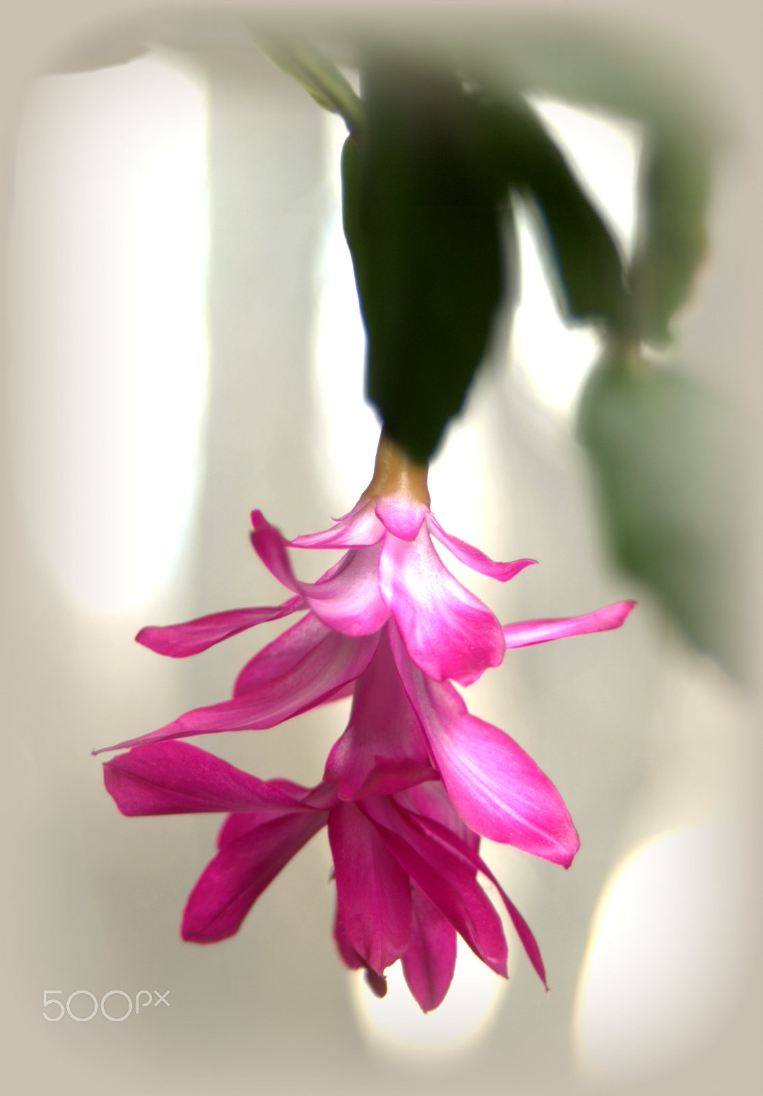 Sigma 28-90mm F3.5-5.6 Macro sample photo. Christmas cactus photography