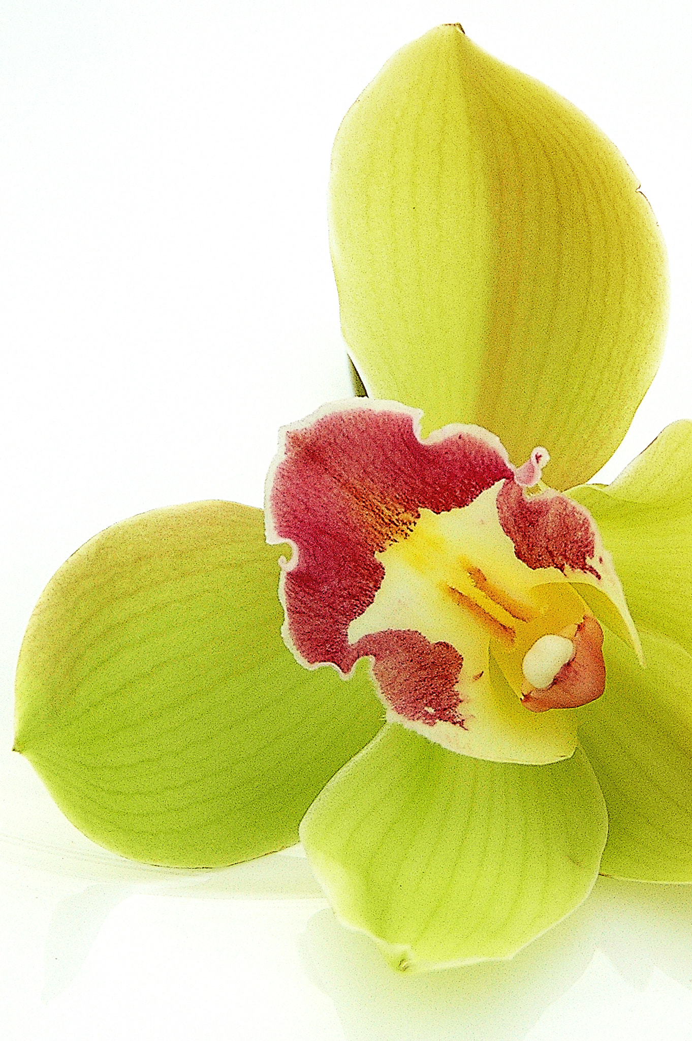 Nikon D70 sample photo. Orchid photography