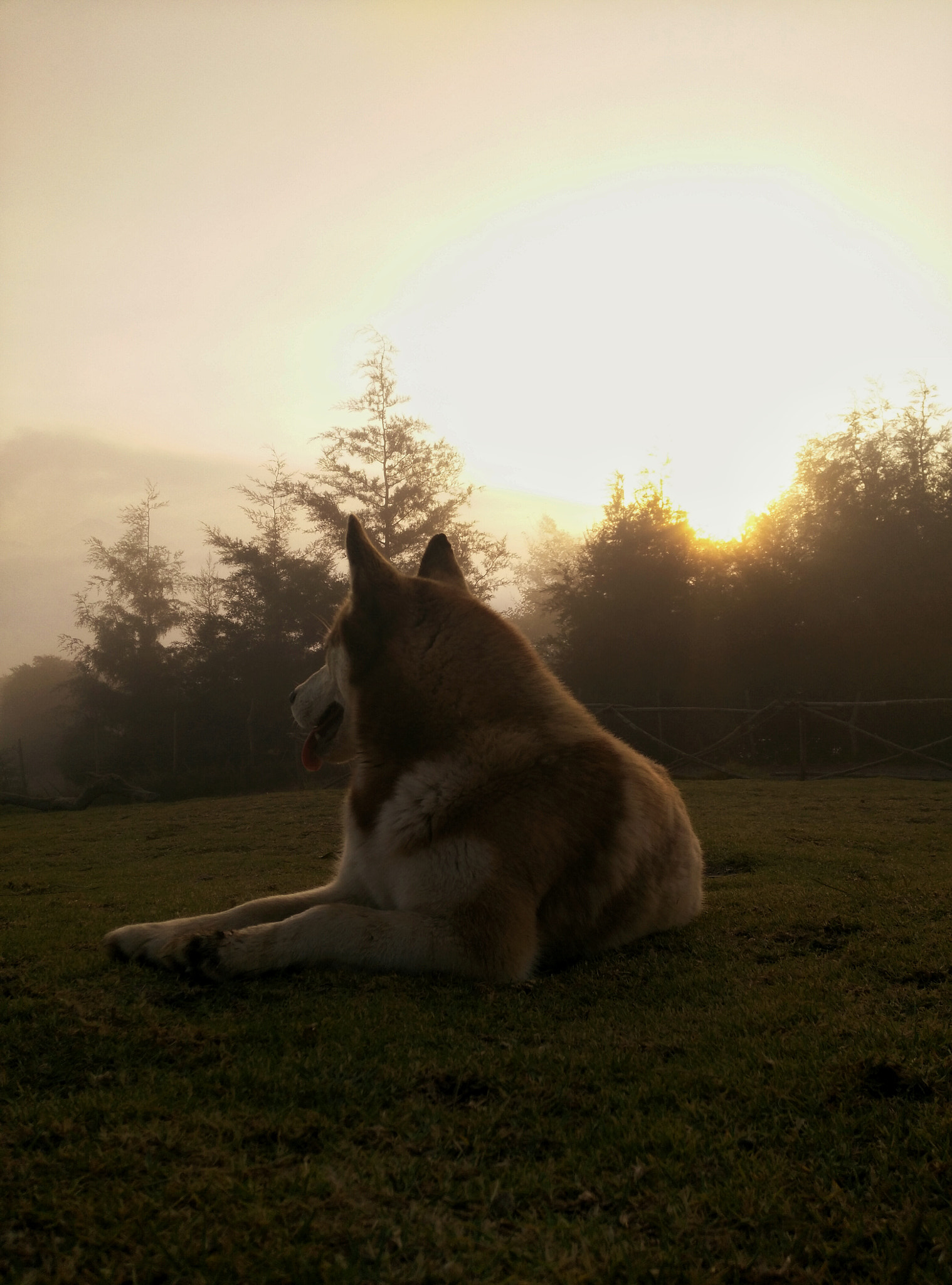 HUAWEI G7-L03 sample photo. Doggie  photography