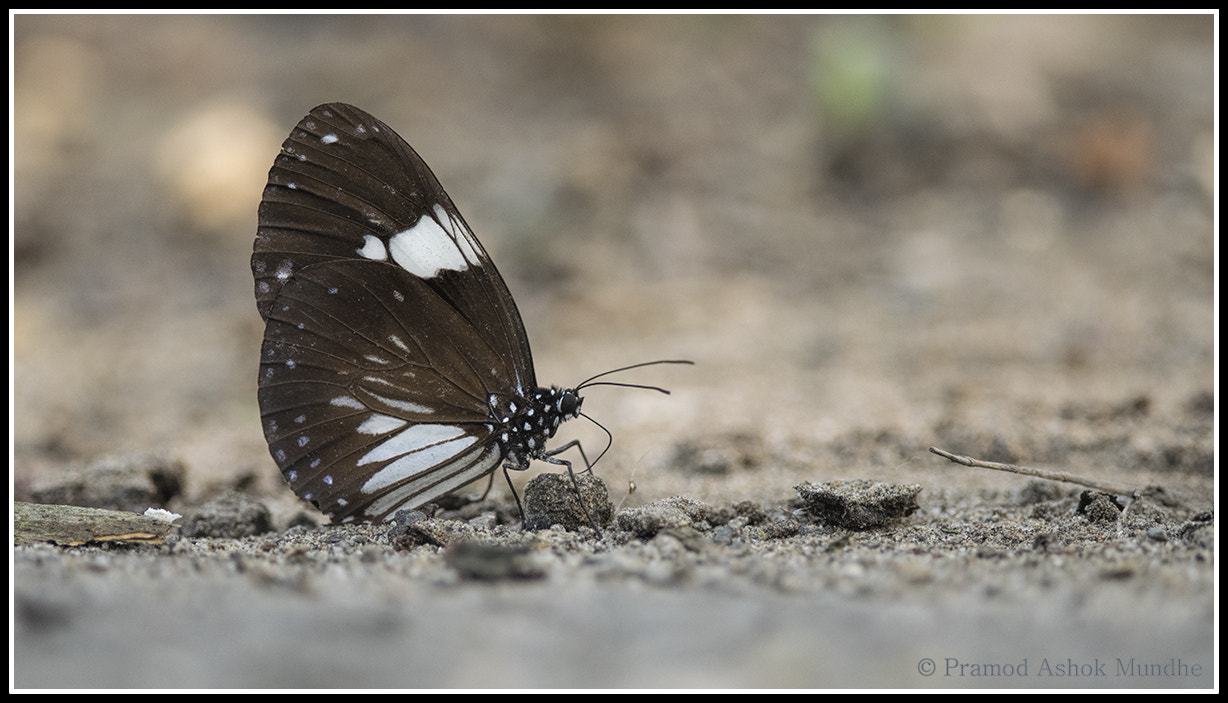 Nikon D5300 + Nikon AF-S Nikkor 300mm F4D ED-IF sample photo. Common magpie crow.jpg photography