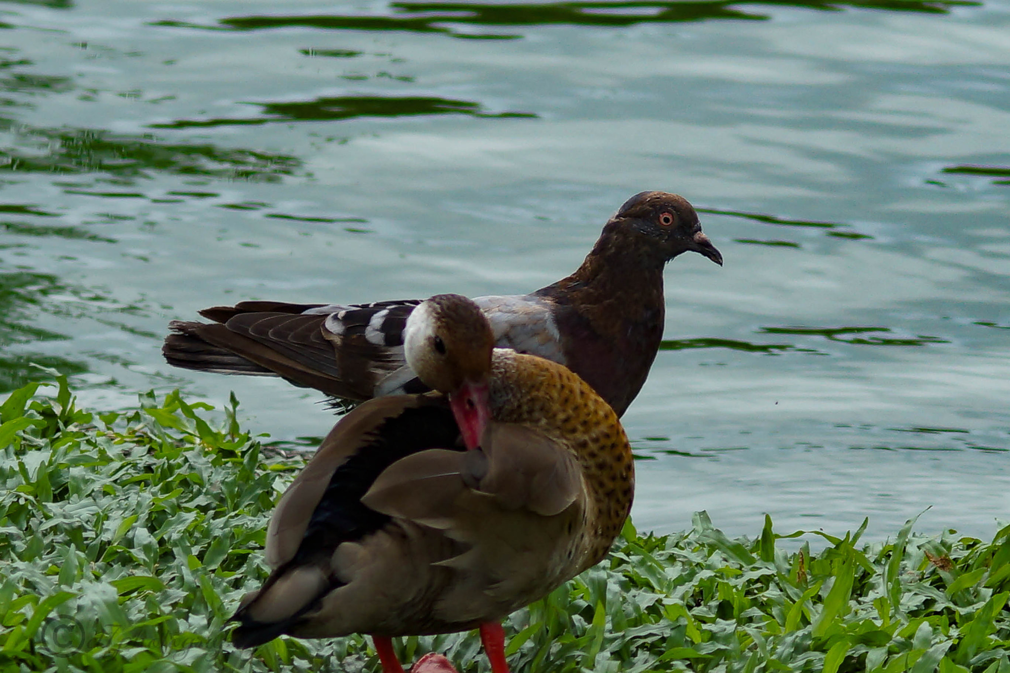 Minolta AF 70-210mm F4 Macro sample photo. Dsc07274.jpg photography