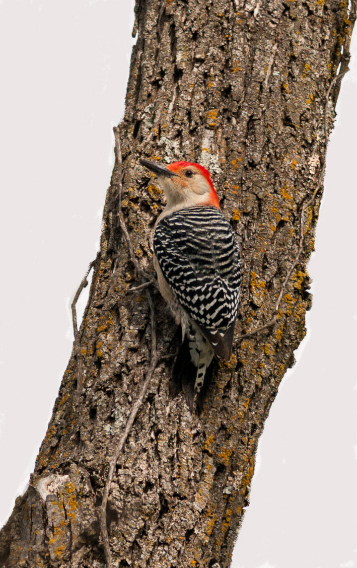 Nikon D300S + Nikon AF-S Nikkor 300mm F4D ED-IF sample photo. Woodpecker photography