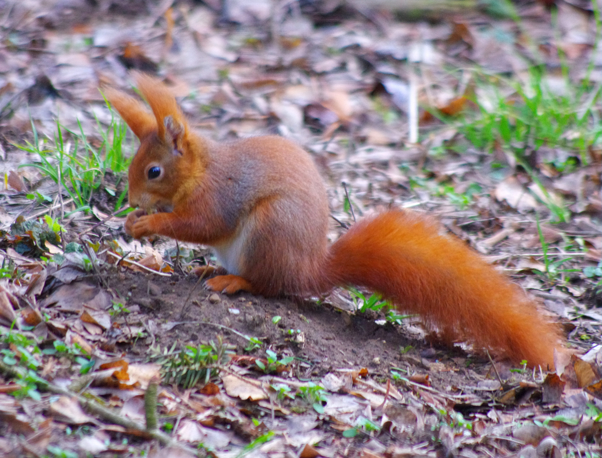 smc PENTAX-DA L 55-300mm F4-5.8 ED sample photo. Squirrel - highly concentrated photography