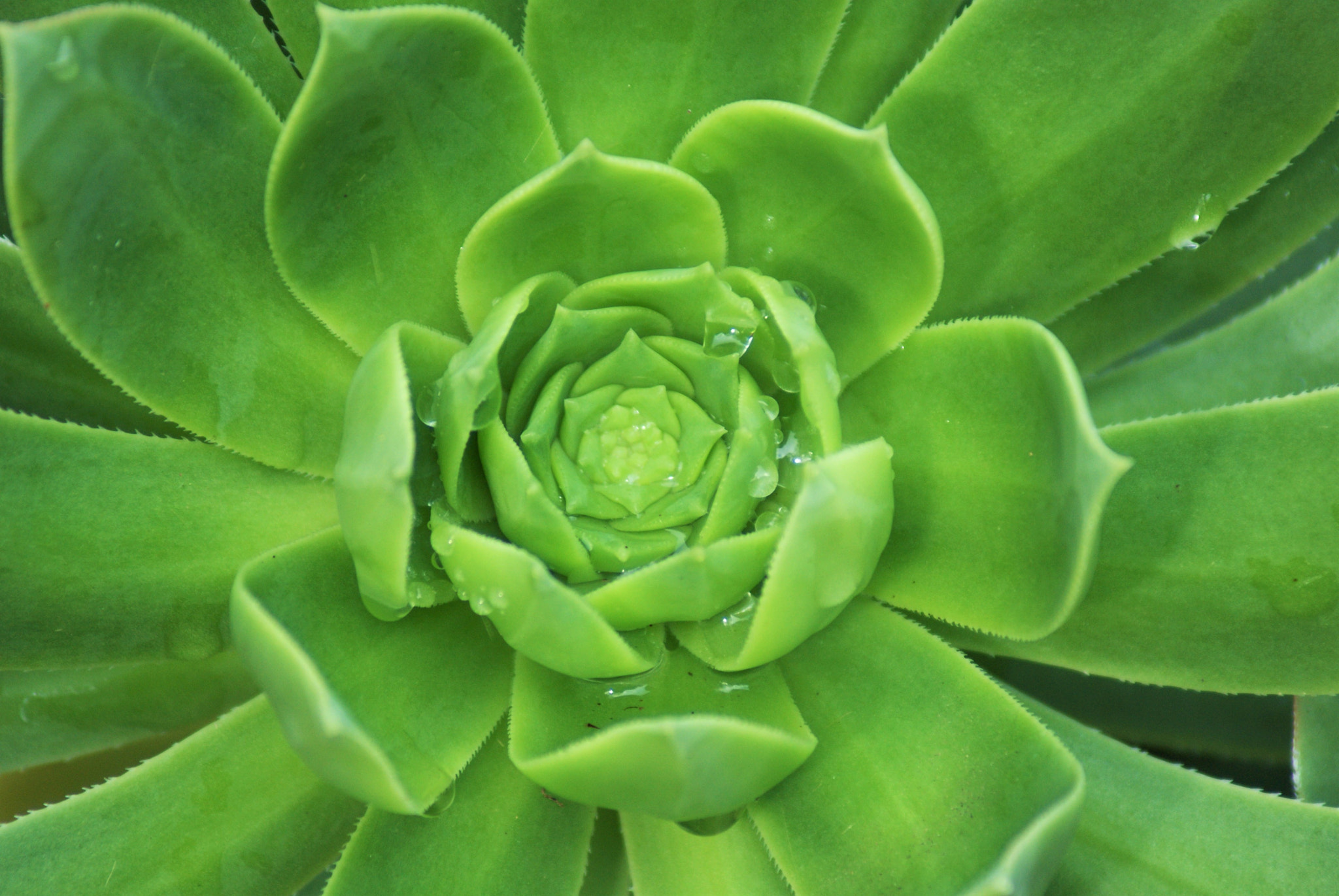 Sony Alpha DSLR-A300 sample photo. Crassulaceae photography