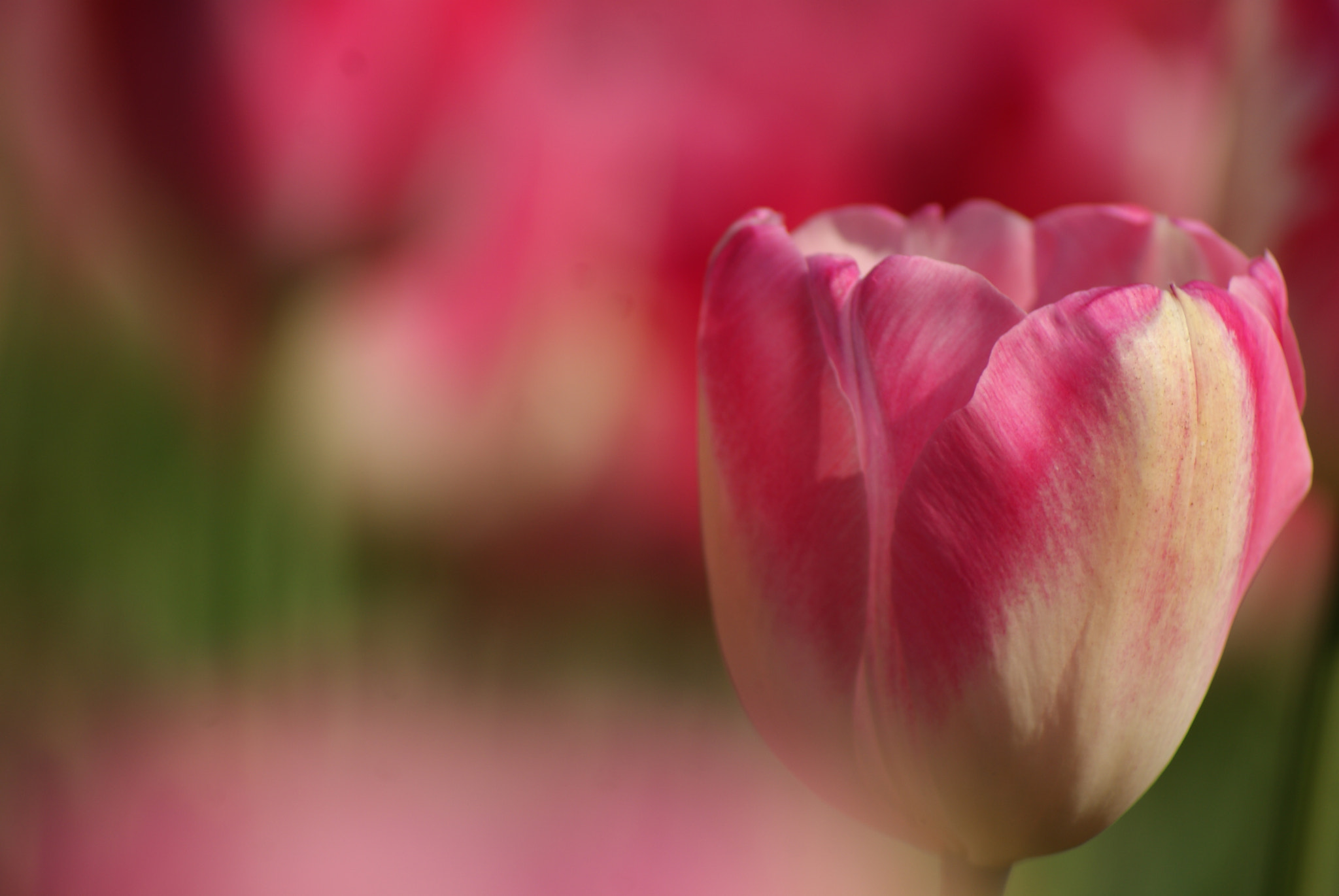 Sony Alpha DSLR-A300 sample photo. Tulip photography