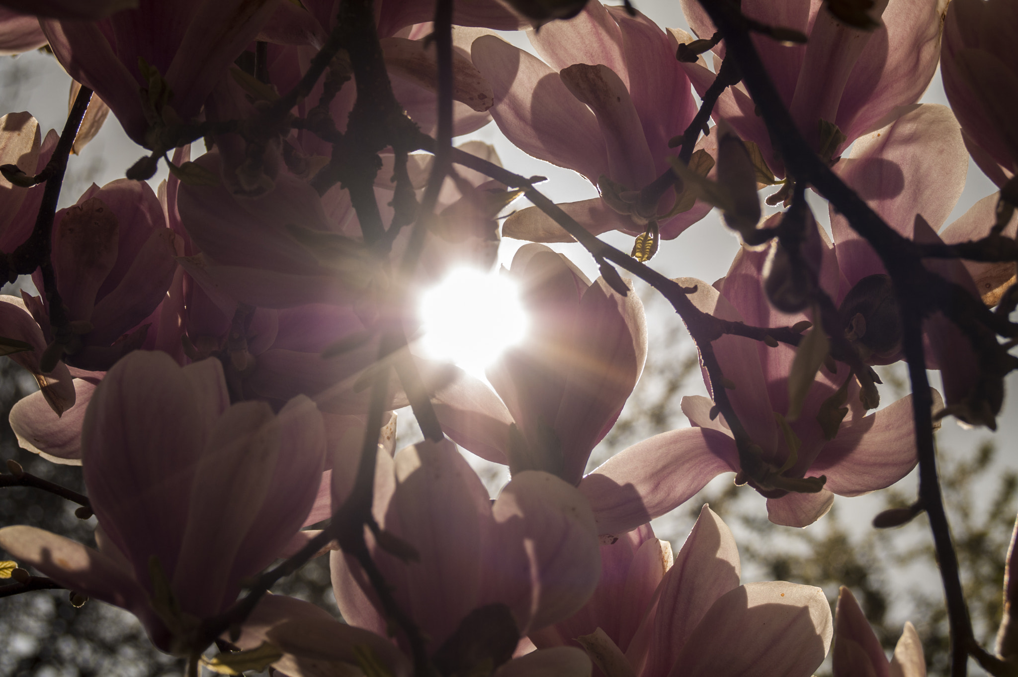 Nikon D300S + AF DX Fisheye-Nikkor 10.5mm f/2.8G ED + 2.8x sample photo. Spring color magnolia photography