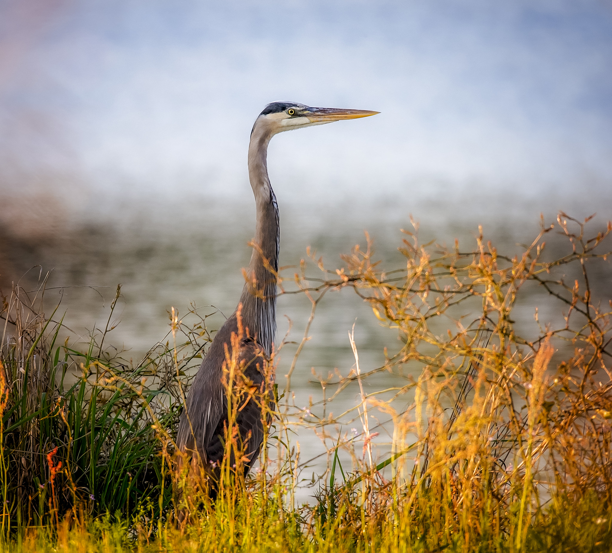 Sigma 150-600mm F5-6.3 DG OS HSM | S sample photo. Blue heron photography