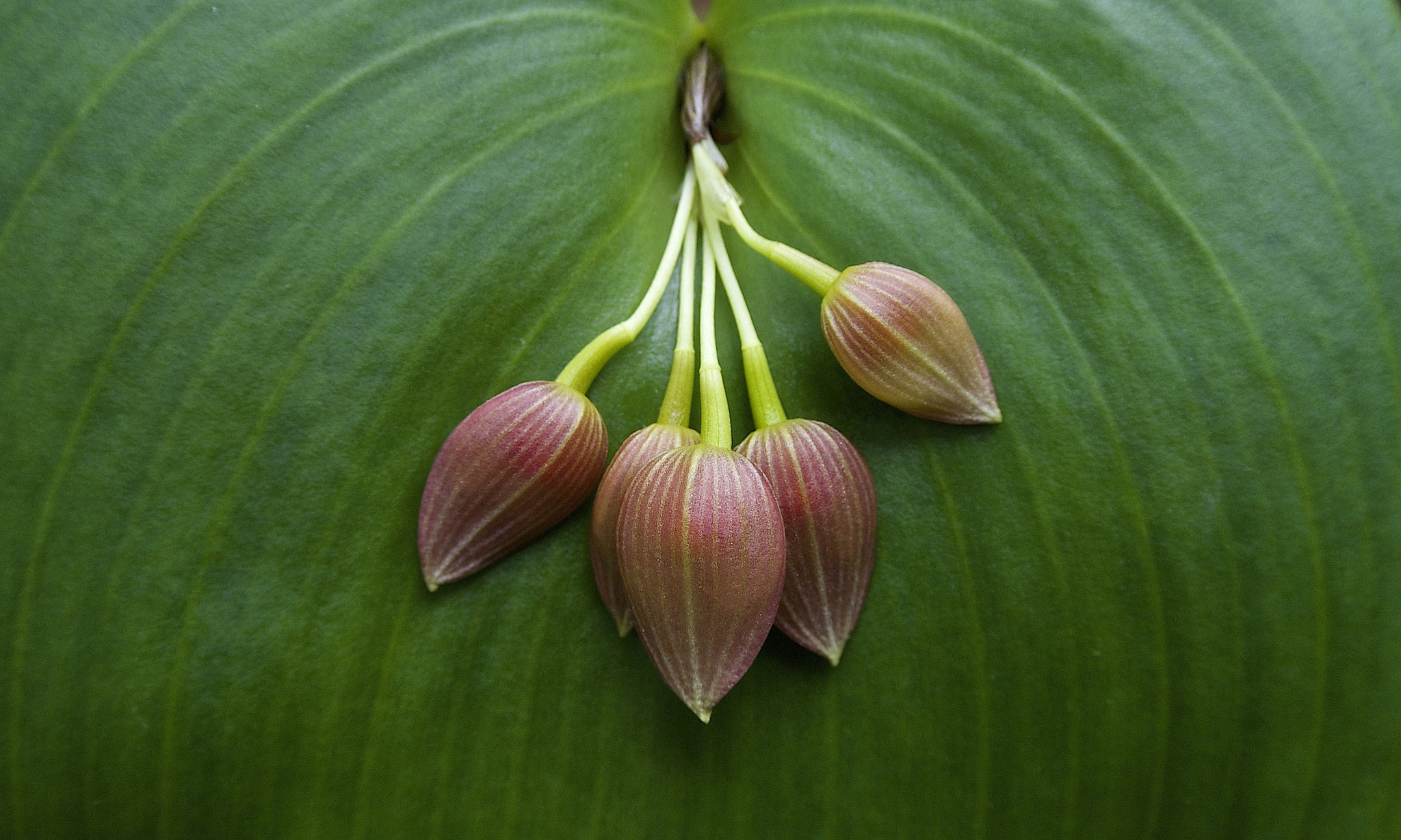 Nikon 1 J2 sample photo. Kyoto botanical garden (1) (new edit) photography