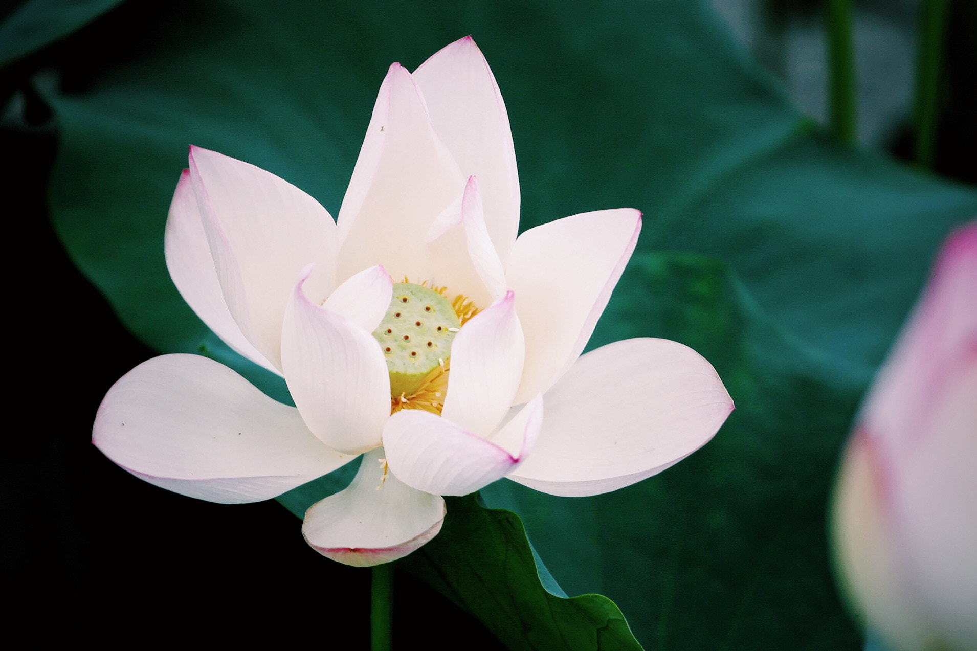 Canon EF 70-200mm F4L USM sample photo. Lotus photography