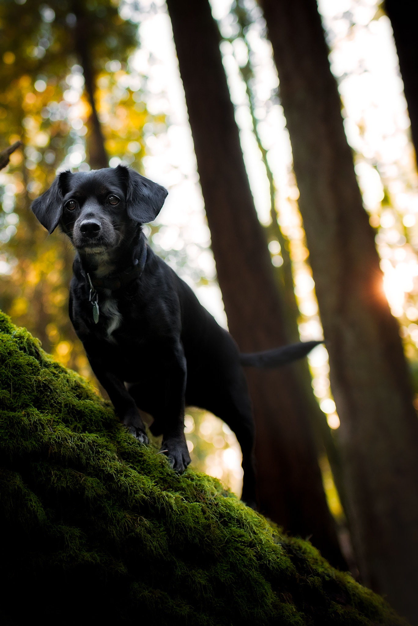 Nikon D610 + AF-S Nikkor 35mm f/1.8G sample photo. Zoey - portrait photography