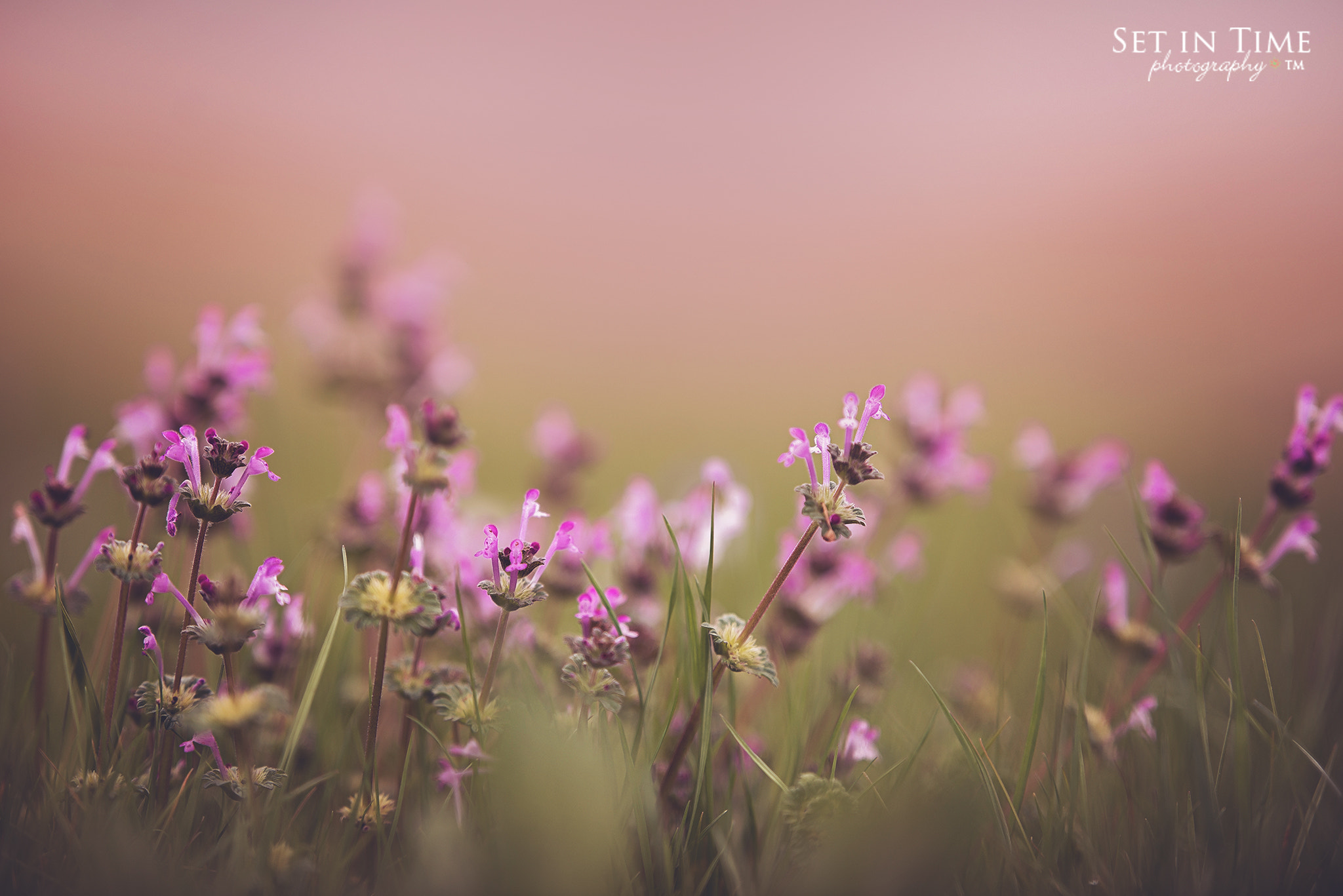 Nikon AF-S Nikkor 200mm F2G ED VR II sample photo. Spring photography