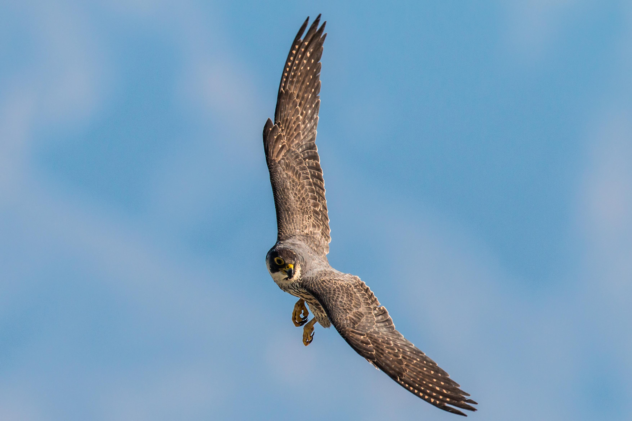 Canon EOS 70D + Canon EF 600mm F4L IS II USM sample photo. Diving peregrine photography