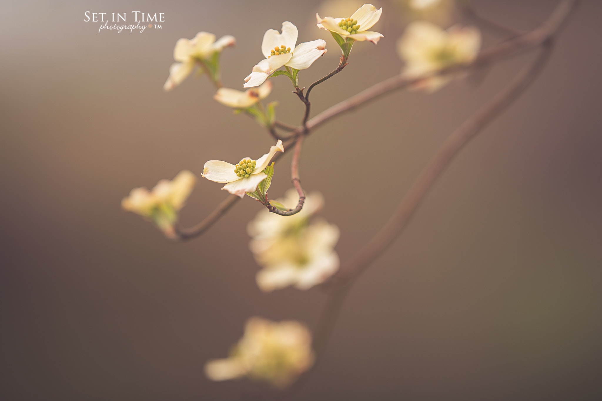 Nikon AF-S Nikkor 200mm F2G ED VR II sample photo. Dogwood photography