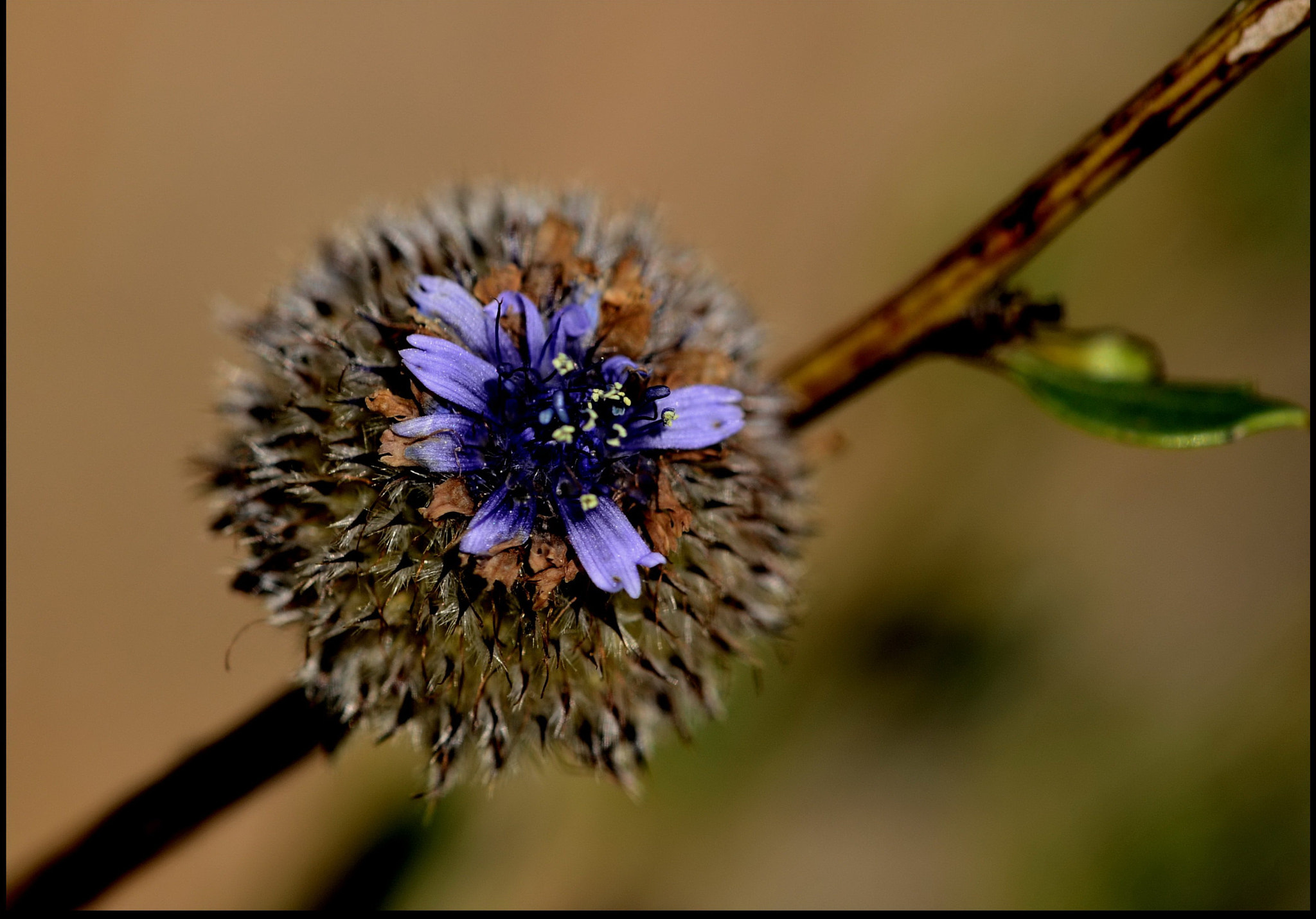 Sigma 150mm F2.8 EX DG Macro HSM sample photo. Flower photography