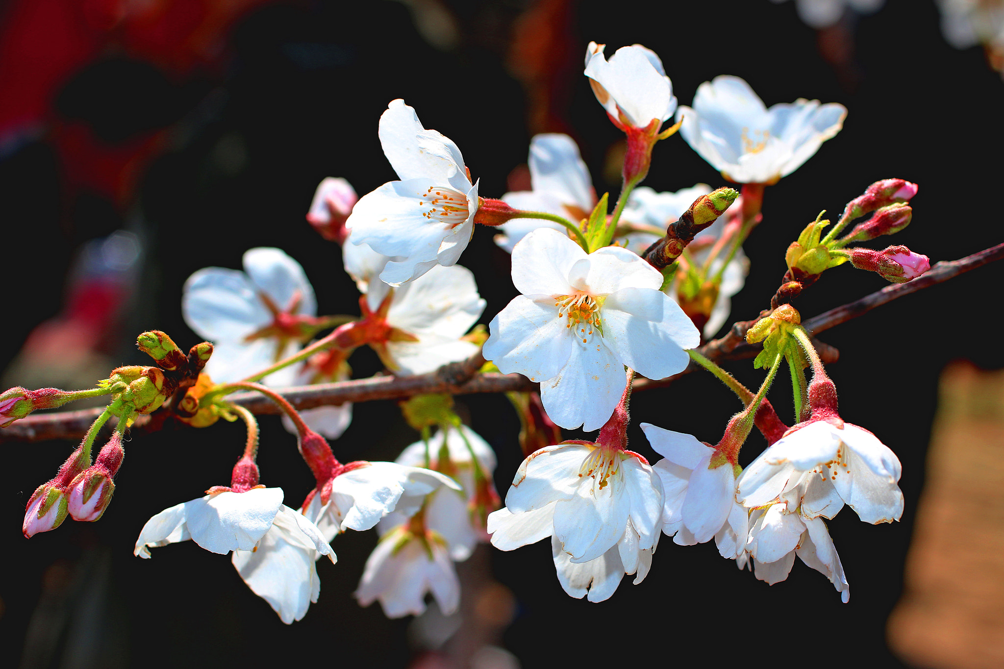 Canon EOS 70D + Canon EF 50mm F2.5 Macro sample photo