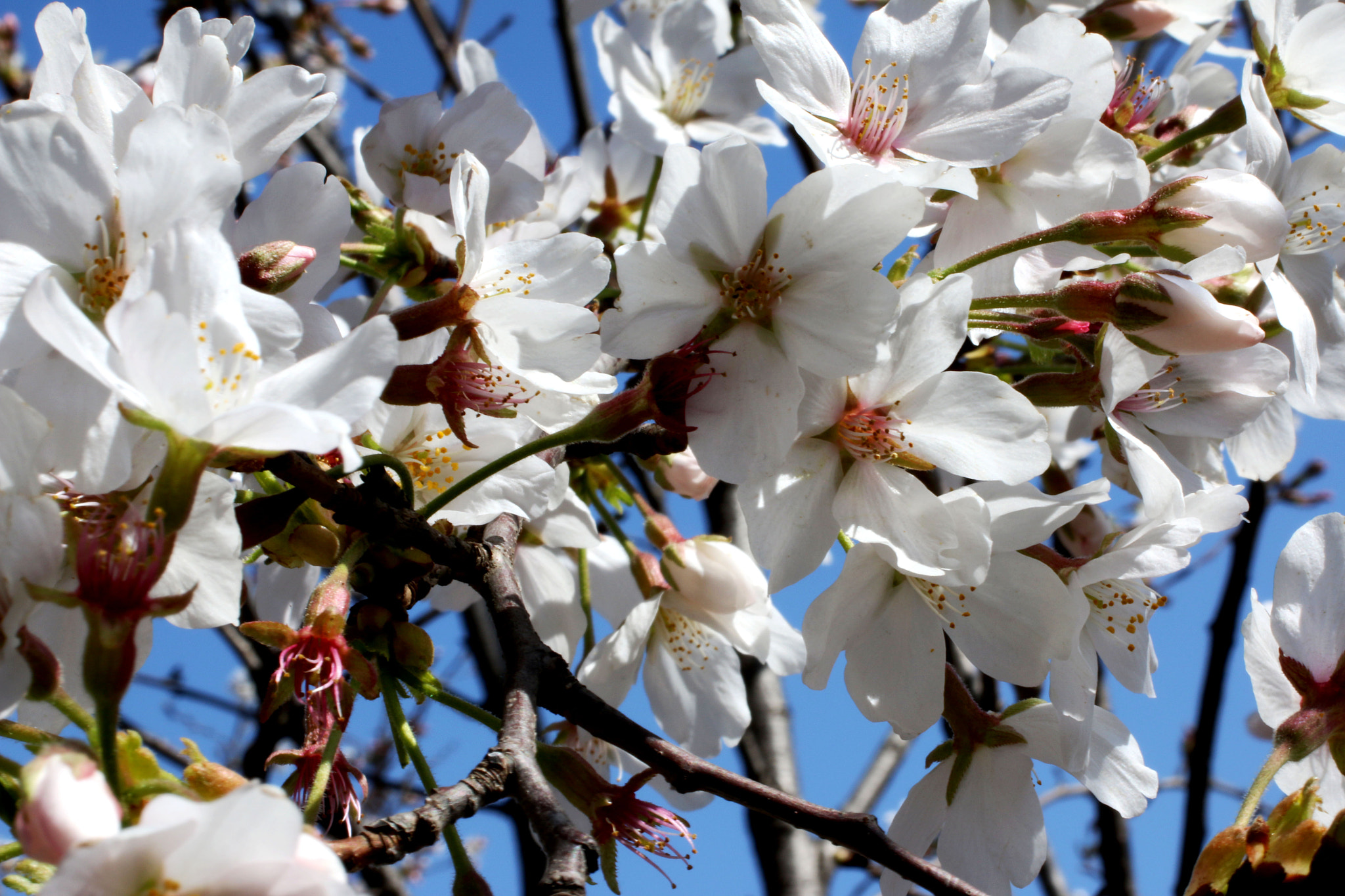 Canon EOS 70D + Canon EF 50mm F2.5 Macro sample photo