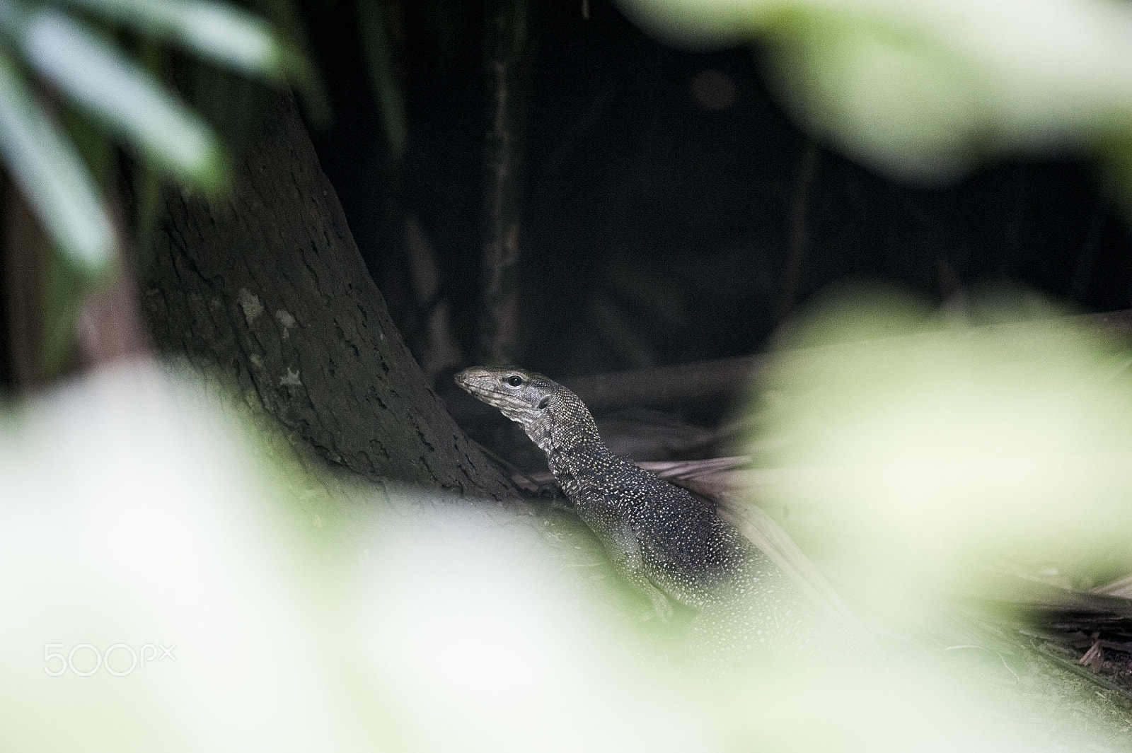 Nikon D700 + Nikon AF-S Nikkor 300mm F4D ED-IF sample photo. Rise of reptile photography