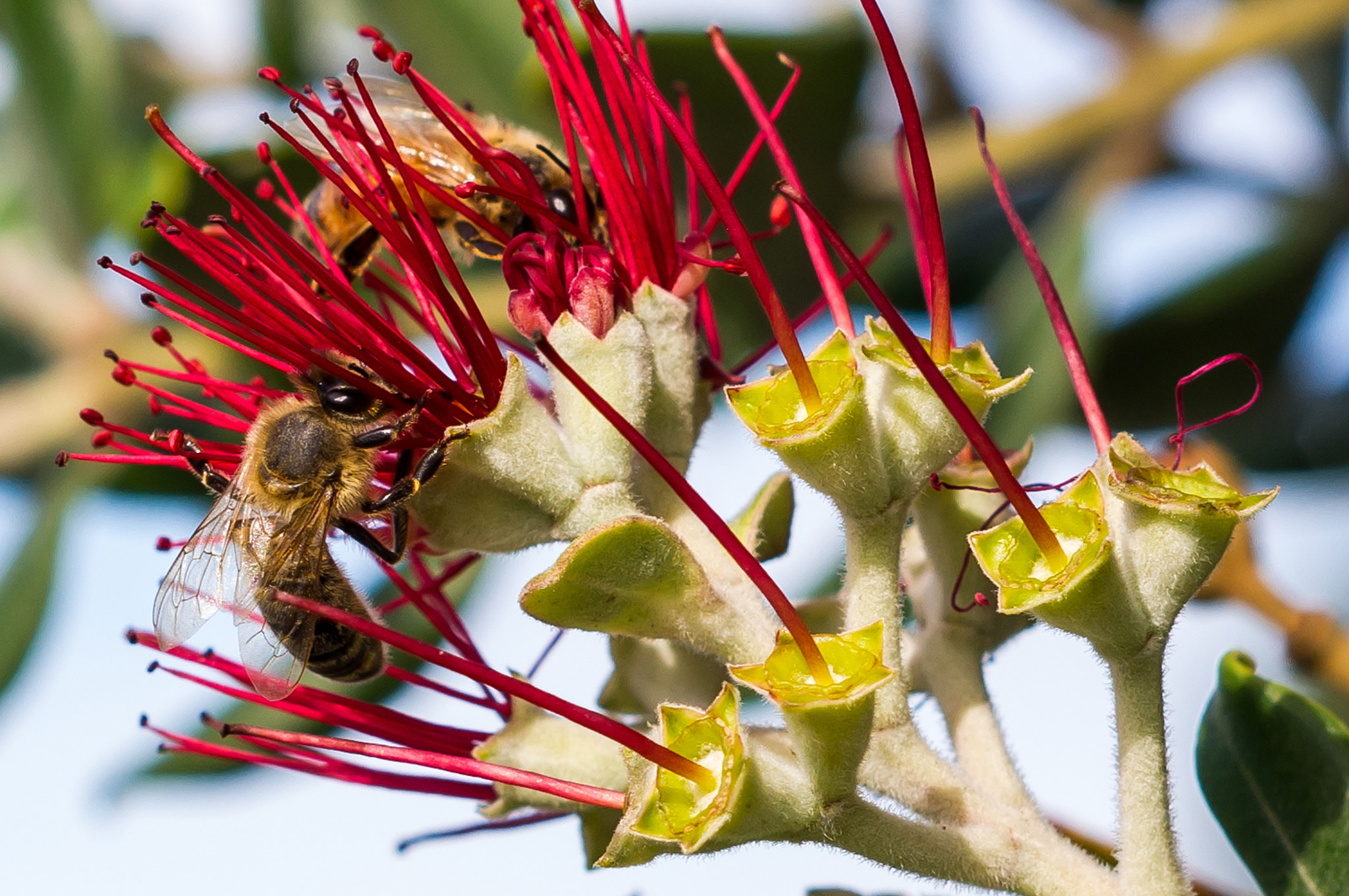 Pentax K-x + A Series Lens sample photo. Bees photography