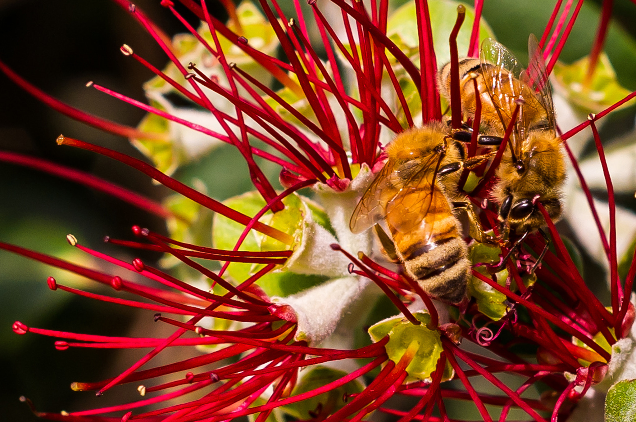 Pentax K-x + A Series Lens sample photo. Bees photography