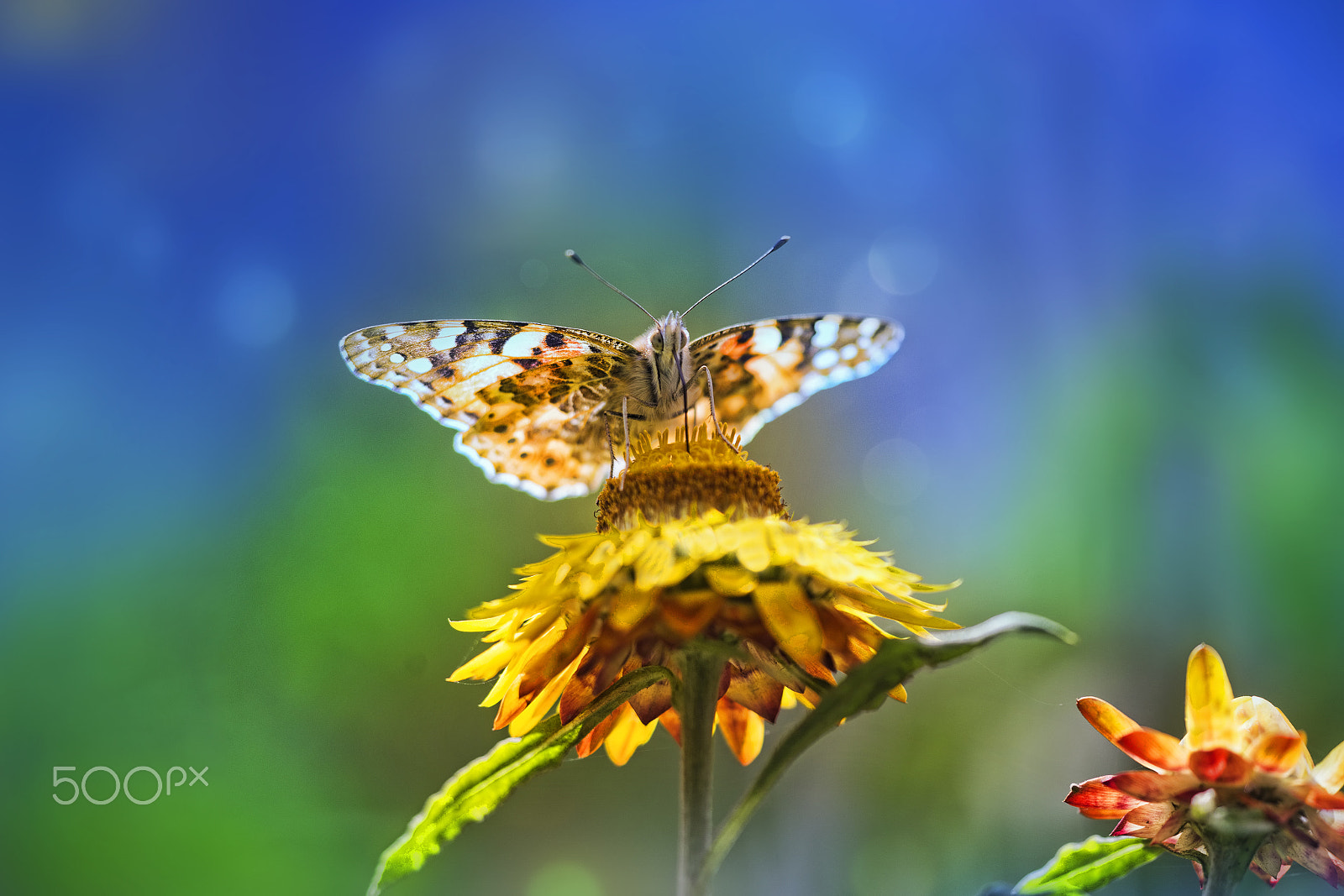 Sigma APO Macro 150mm f/2.8 EX DG HSM sample photo. Butterfly photography