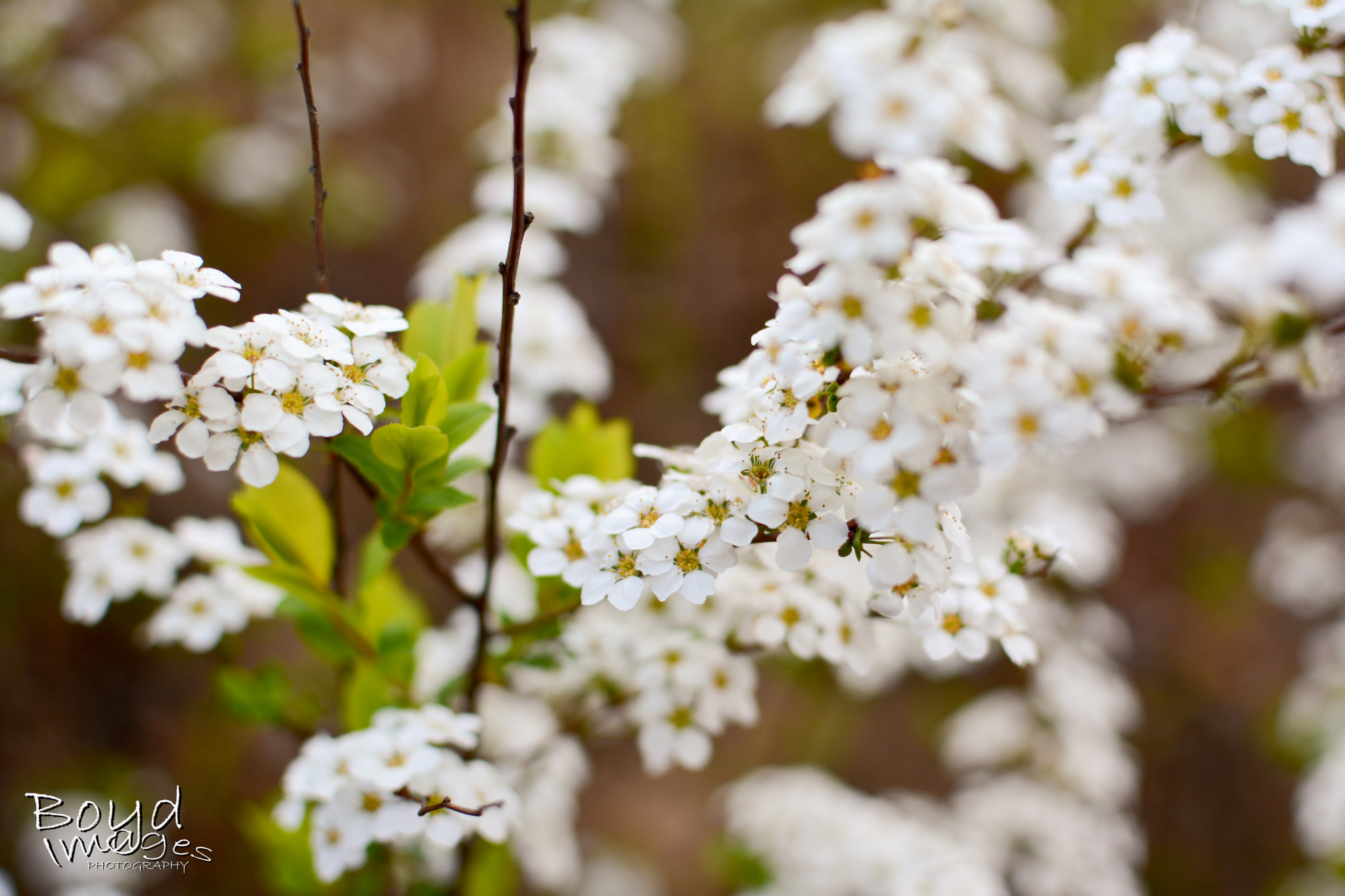 Zoom-Nikkor 1200-1700mm f/5.6-8 P ED IF sample photo. Fine young spring blossoms photography