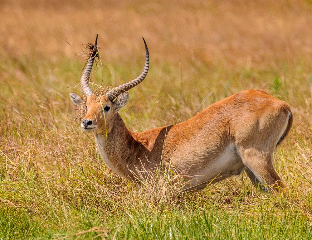 Sigma 150-600mm F5-6.3 DG OS HSM | S sample photo. Red lechwe photography