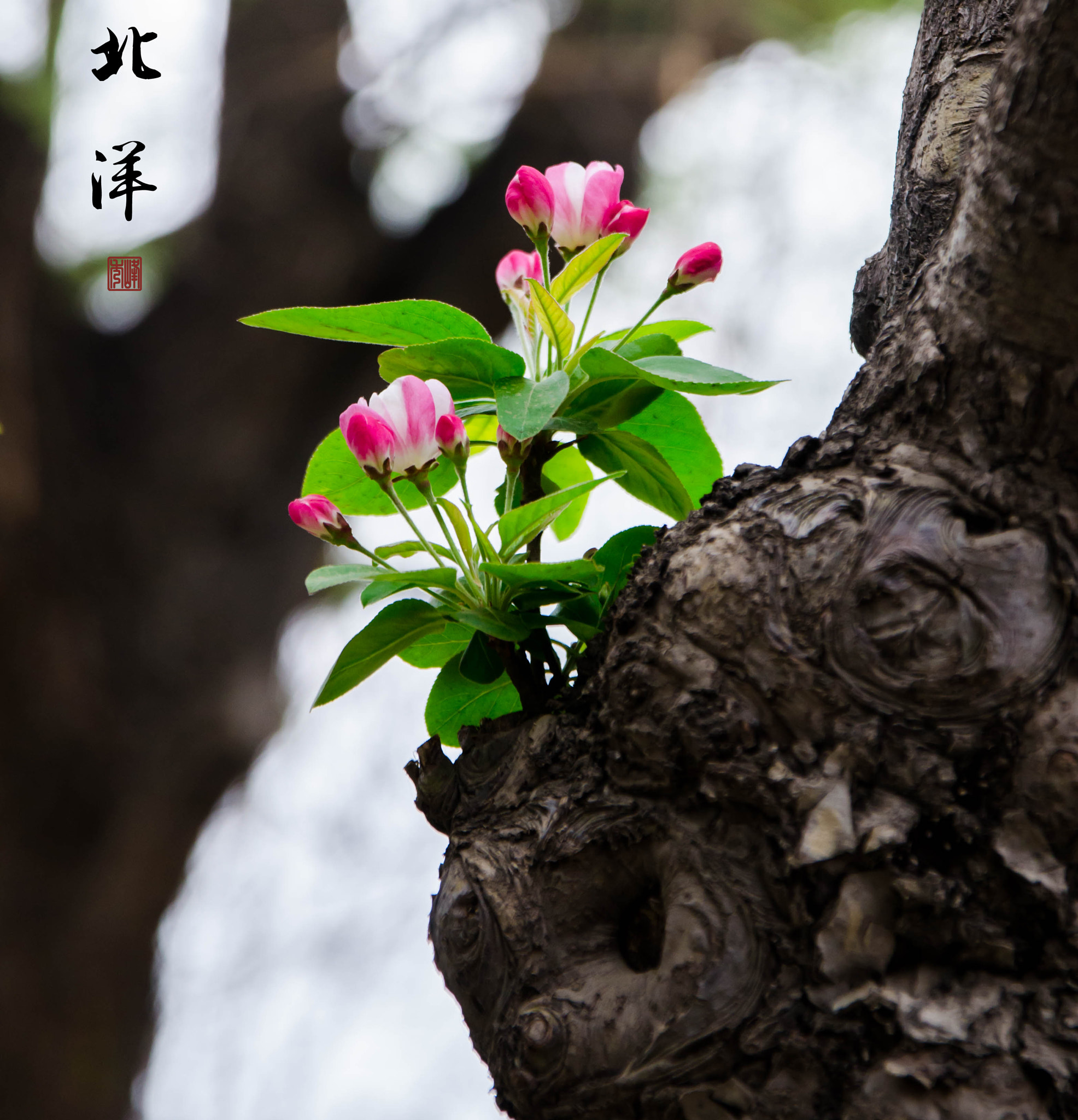 Sigma 17-70mm F2.8-4 DC Macro OS HSM | C sample photo. By photography