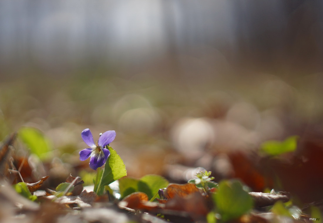 Sony SLT-A65 (SLT-A65V) + Minolta AF 50mm F1.7 sample photo. первый..робкий.. photography