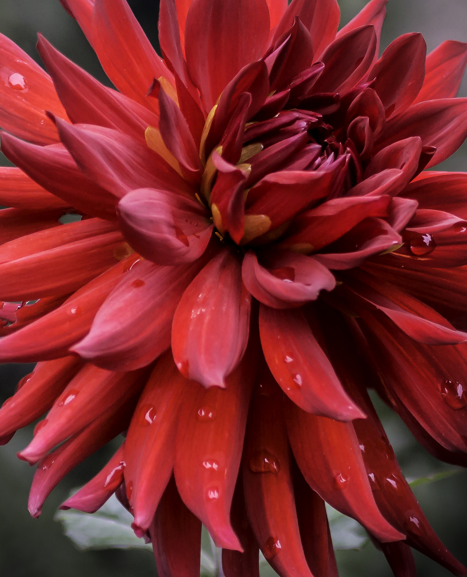 Canon EF 100-400mm F4.5-5.6L IS USM sample photo. Dahlia photography