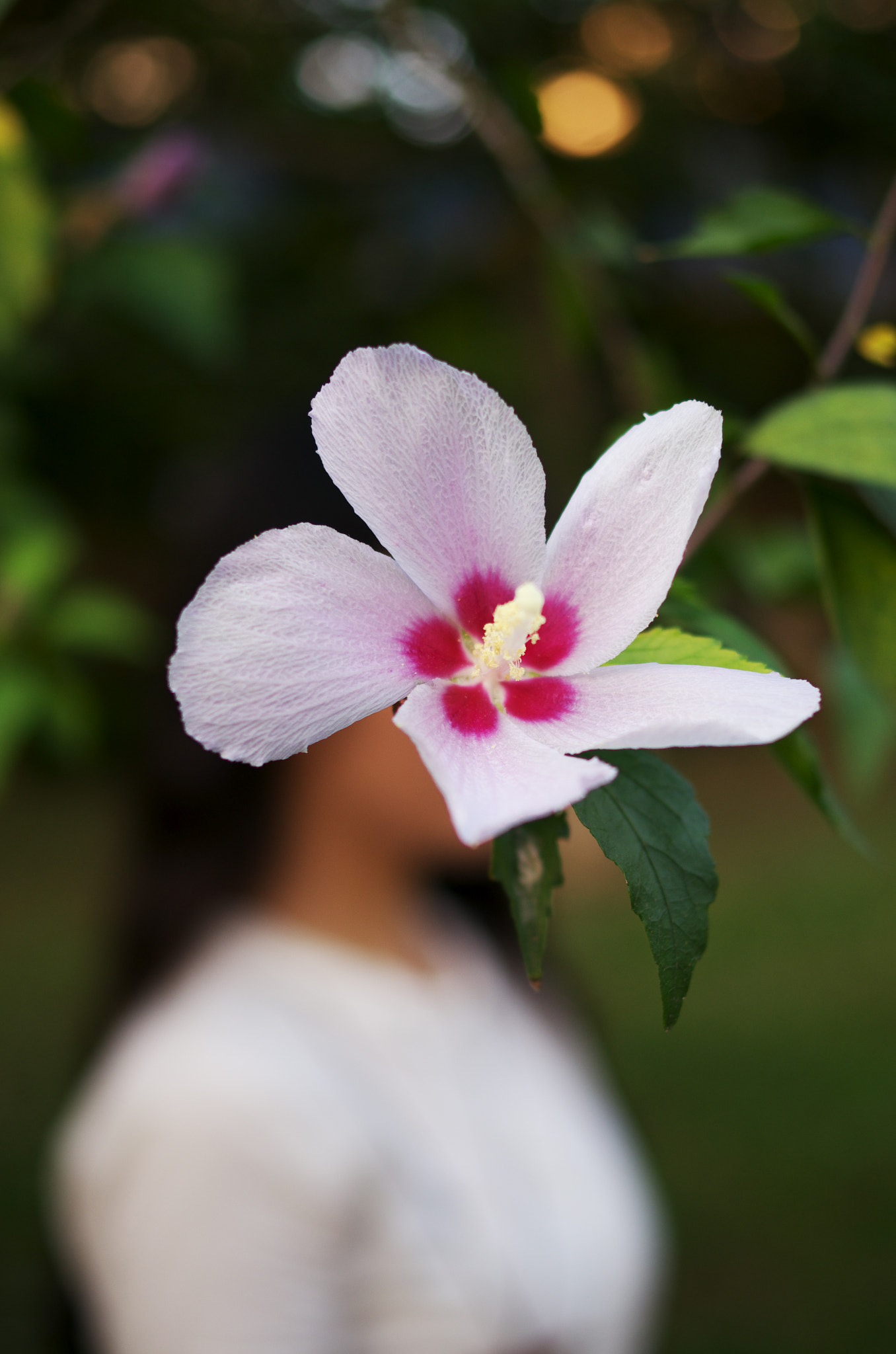 Pentax smc DA 35mm F2.4 AL sample photo. Flower photography