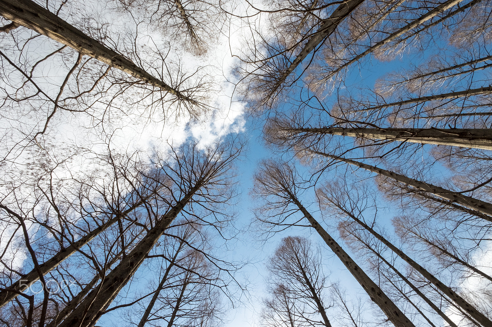 ZEISS Touit 12mm F2.8 sample photo. White and blue photography