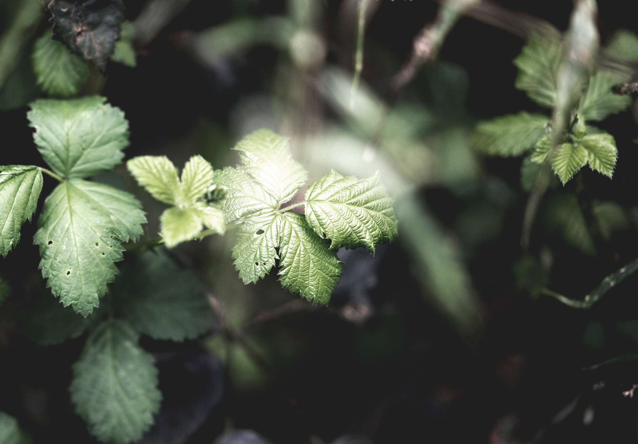 Sony a7R + Sony Sonnar T* FE 55mm F1.8 ZA sample photo. Contrast photography