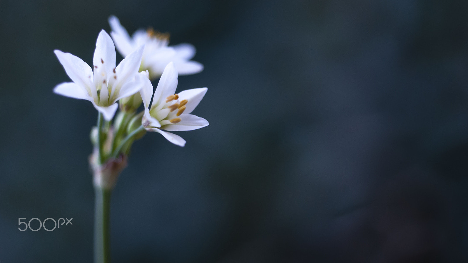 Nikon D300 + AF Micro-Nikkor 55mm f/2.8 sample photo. Starting of the day, photography