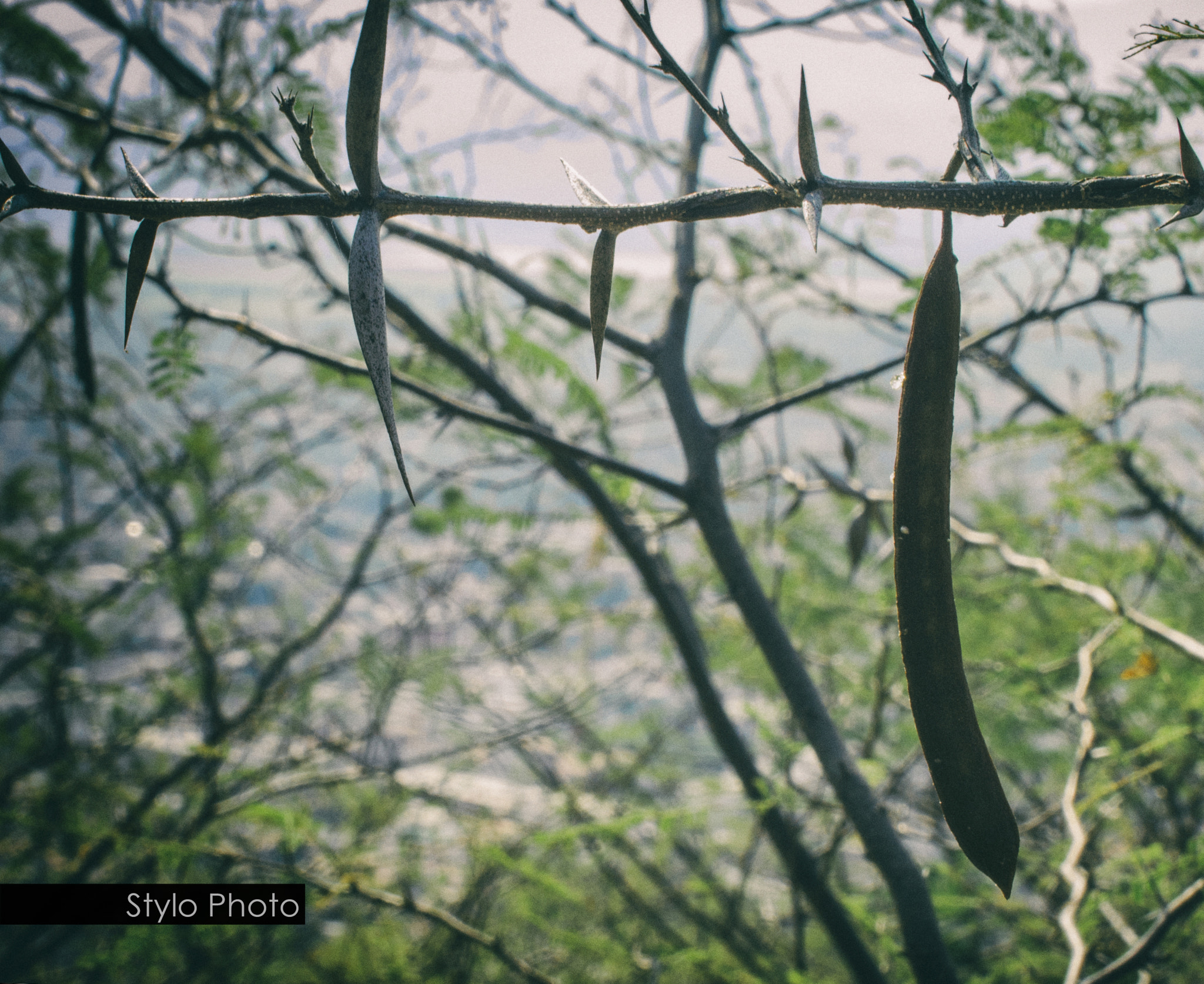 AF Zoom-Nikkor 35-135mm f/3.5-4.5 N sample photo. Espina photography