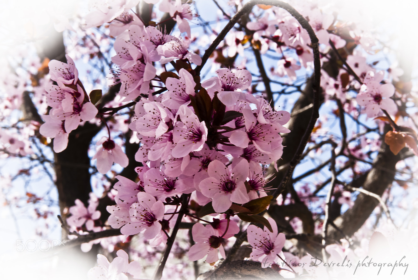 Nikon AF-S Nikkor 28-70mm F2.8 ED-IF sample photo. Welcome spring ... photography