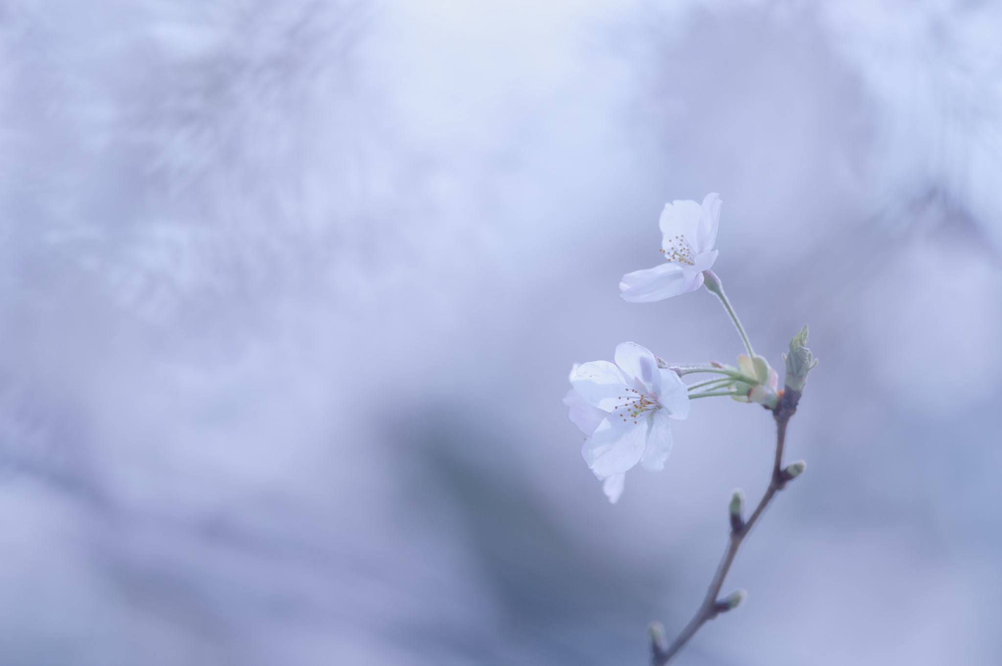 Nikon Df + Nikon AF-S Nikkor 300mm F4D ED-IF sample photo. Sa ku ra photography